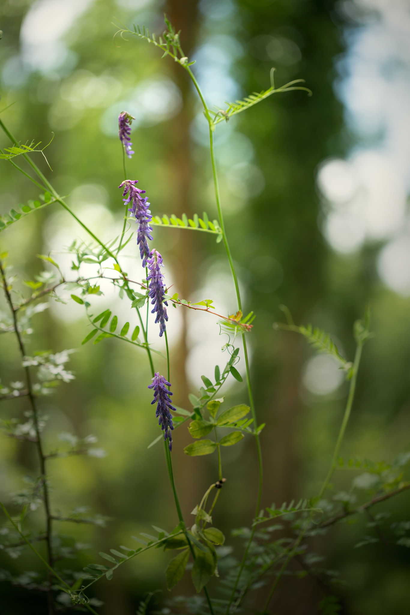 Sony a7R II + Canon EF 100mm F2.8L Macro IS USM sample photo. Tufted vetch photography