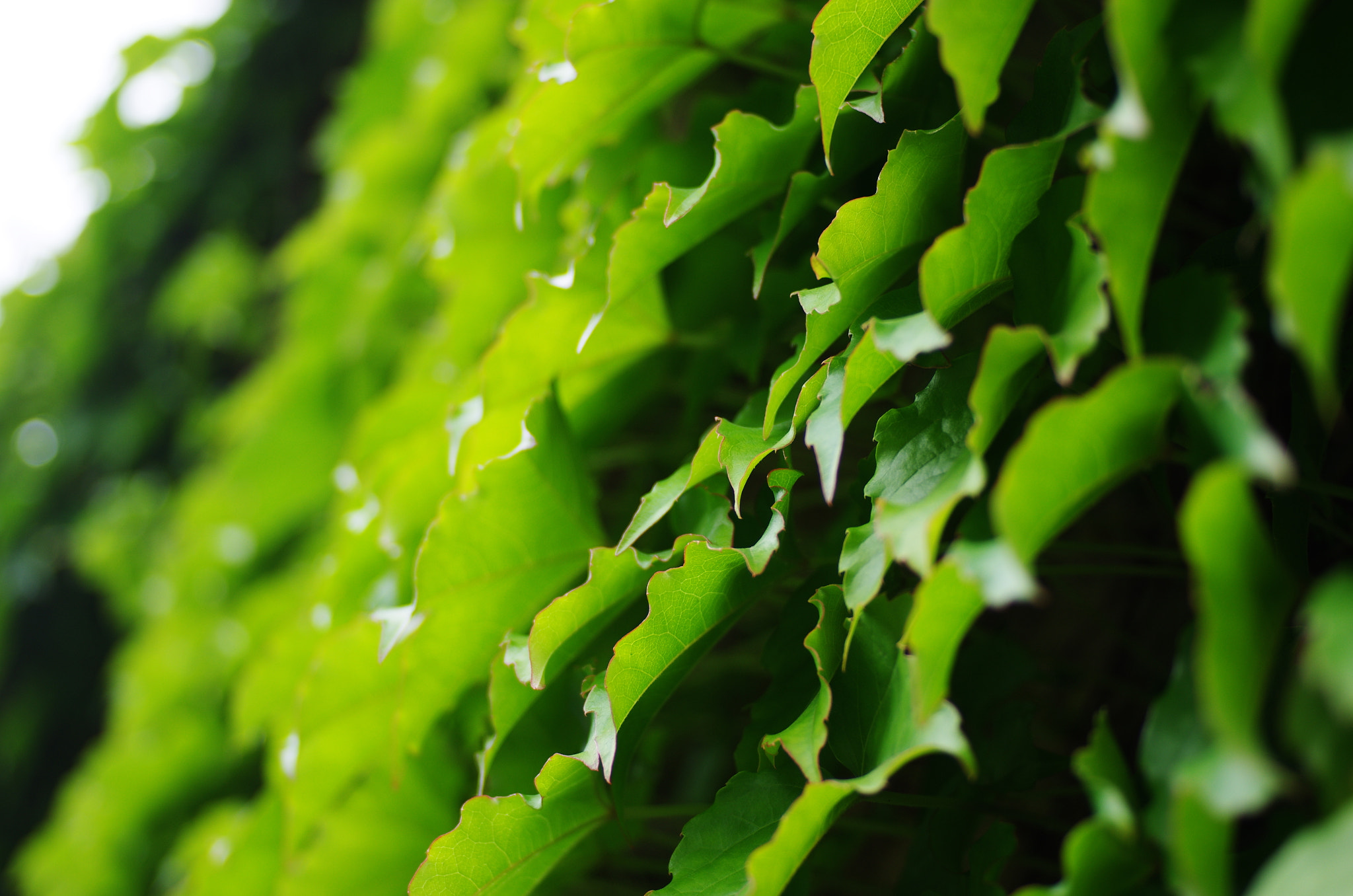 Pentax K-5 + Pentax smc DA 40mm F2.8 XS Lens sample photo. Leaf photography