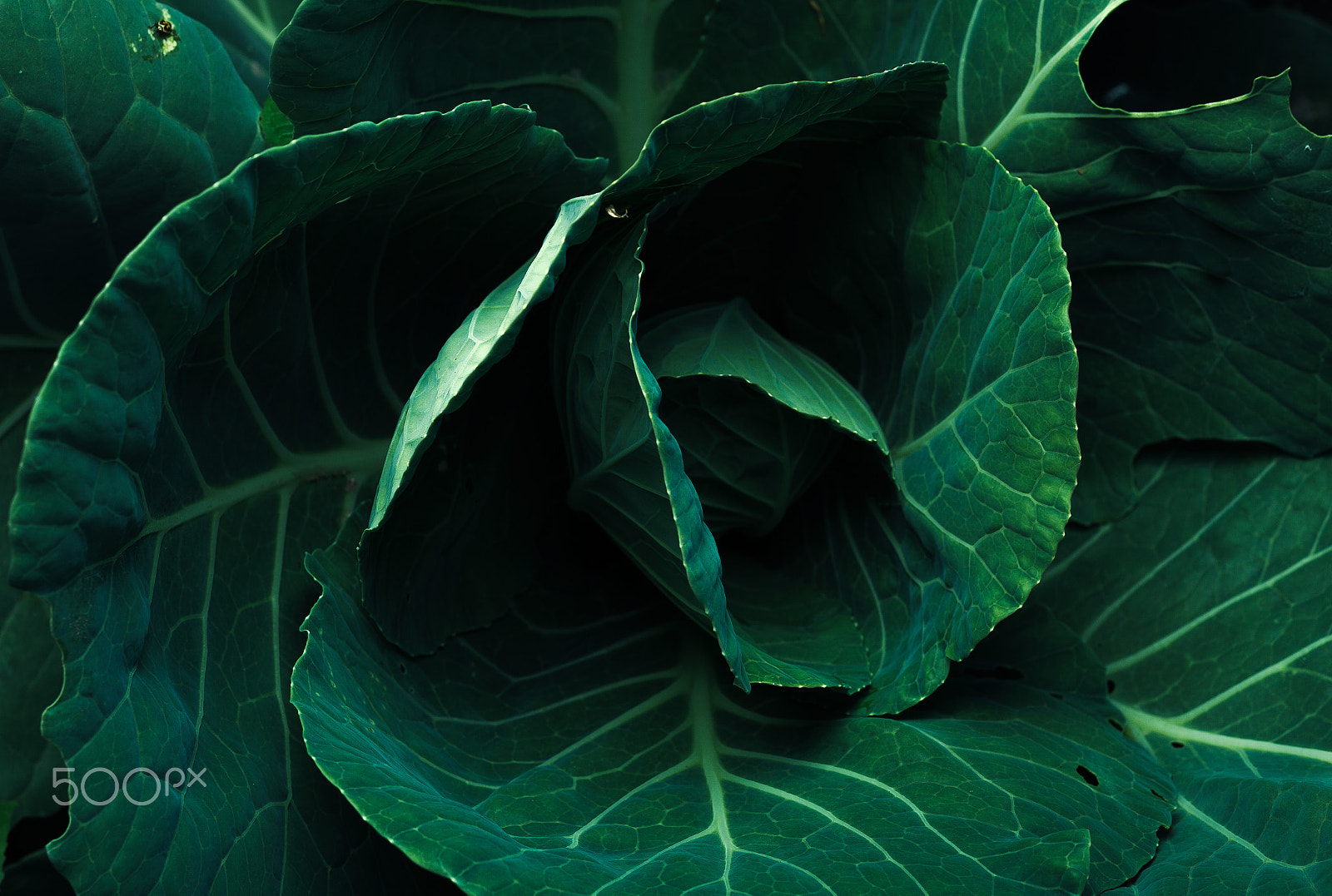 Canon TS-E 90mm F2.8 Tilt-Shift sample photo. Cabbage photography