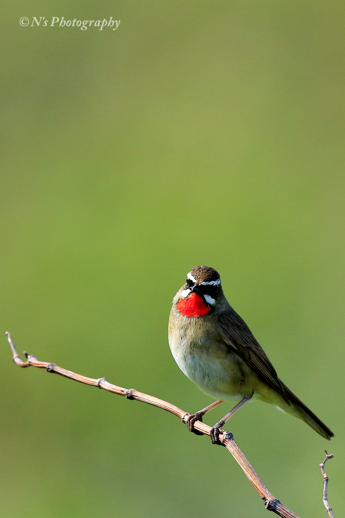 Canon EF 600mm F4L IS II USM sample photo. Siberian rubythroat photography