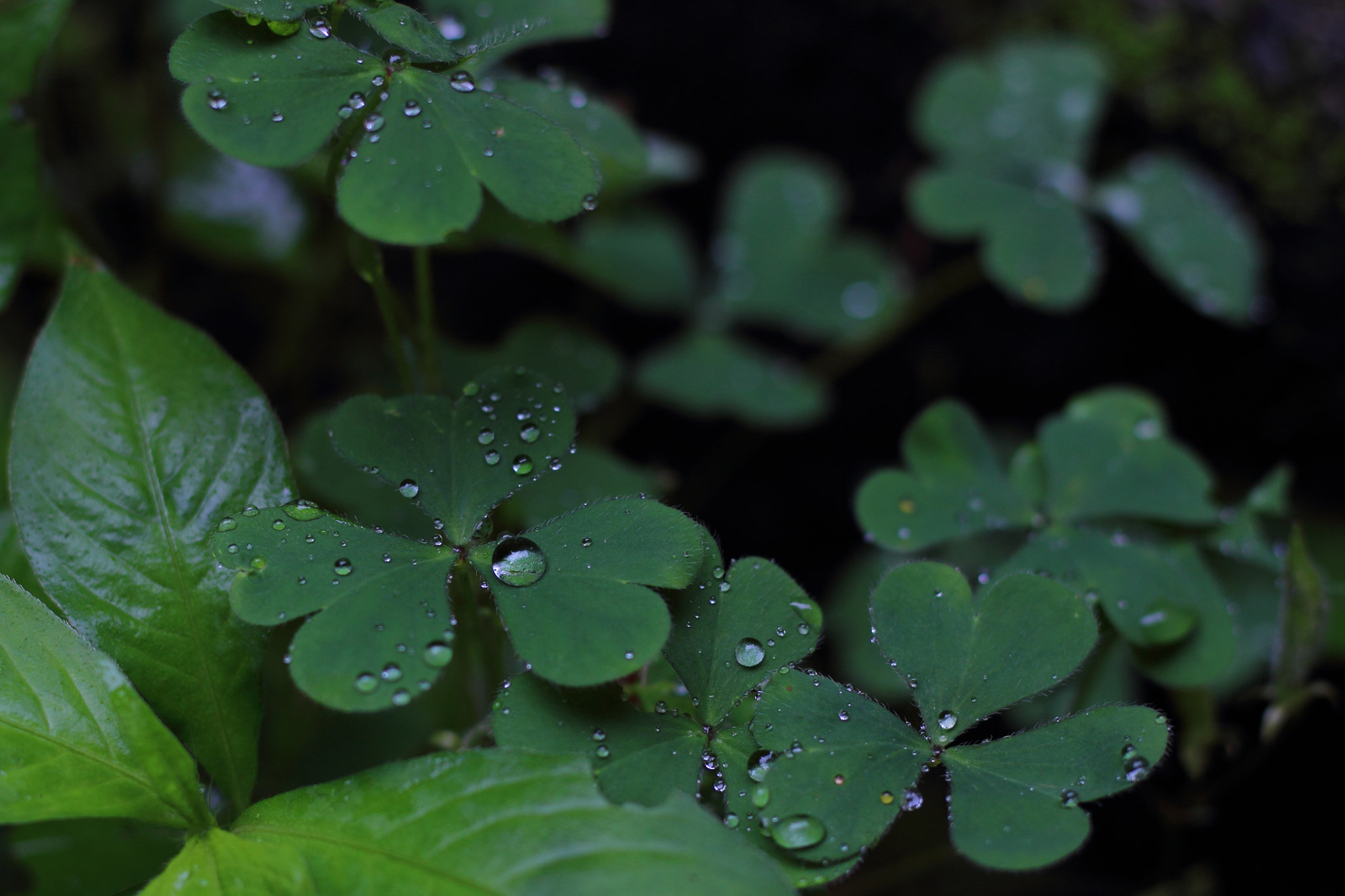 Canon EOS 600D (Rebel EOS T3i / EOS Kiss X5) sample photo. 雨上がりの三つ葉 photography