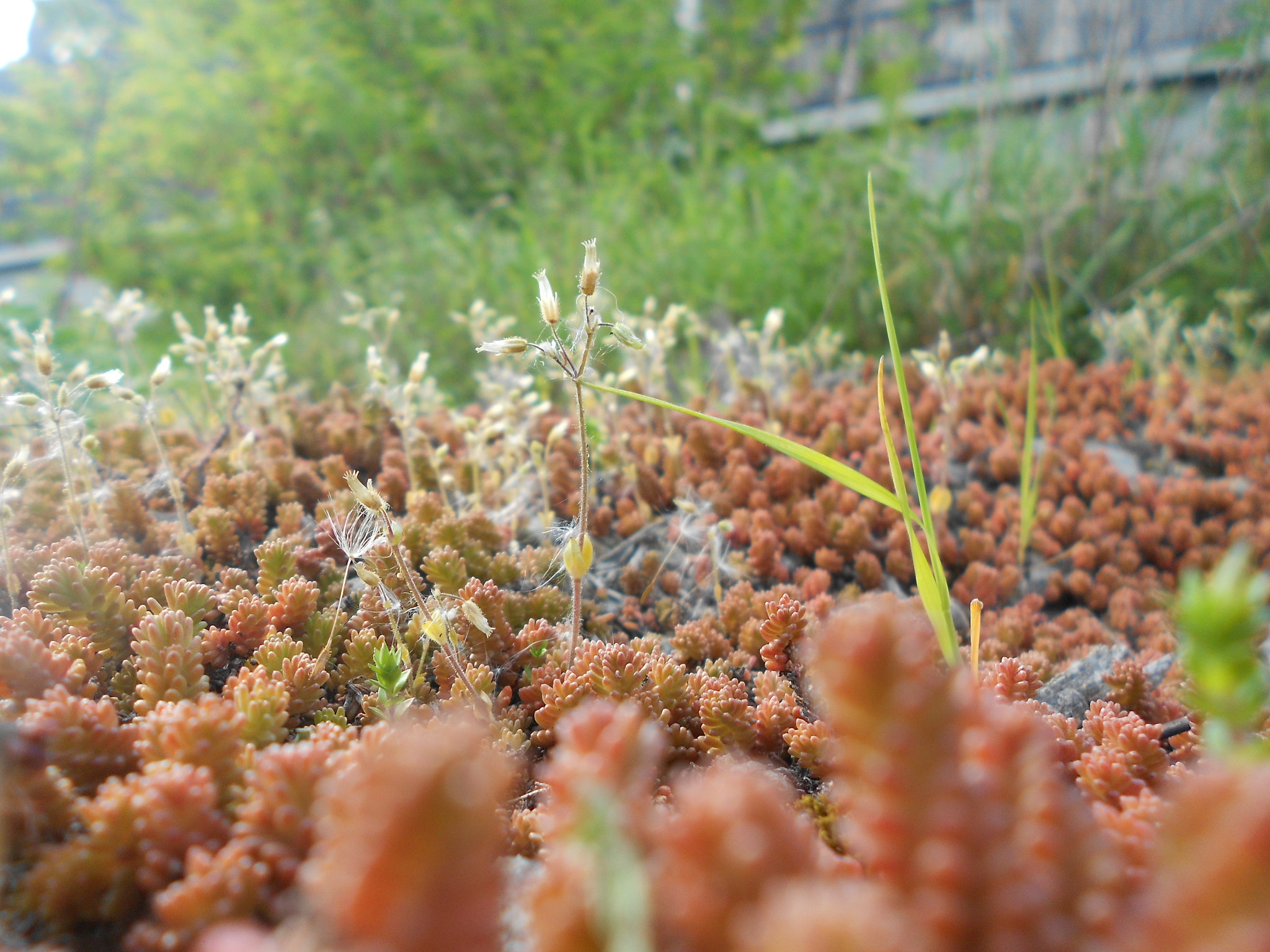 Nikon COOLPIX S2600 sample photo. Color grass photography