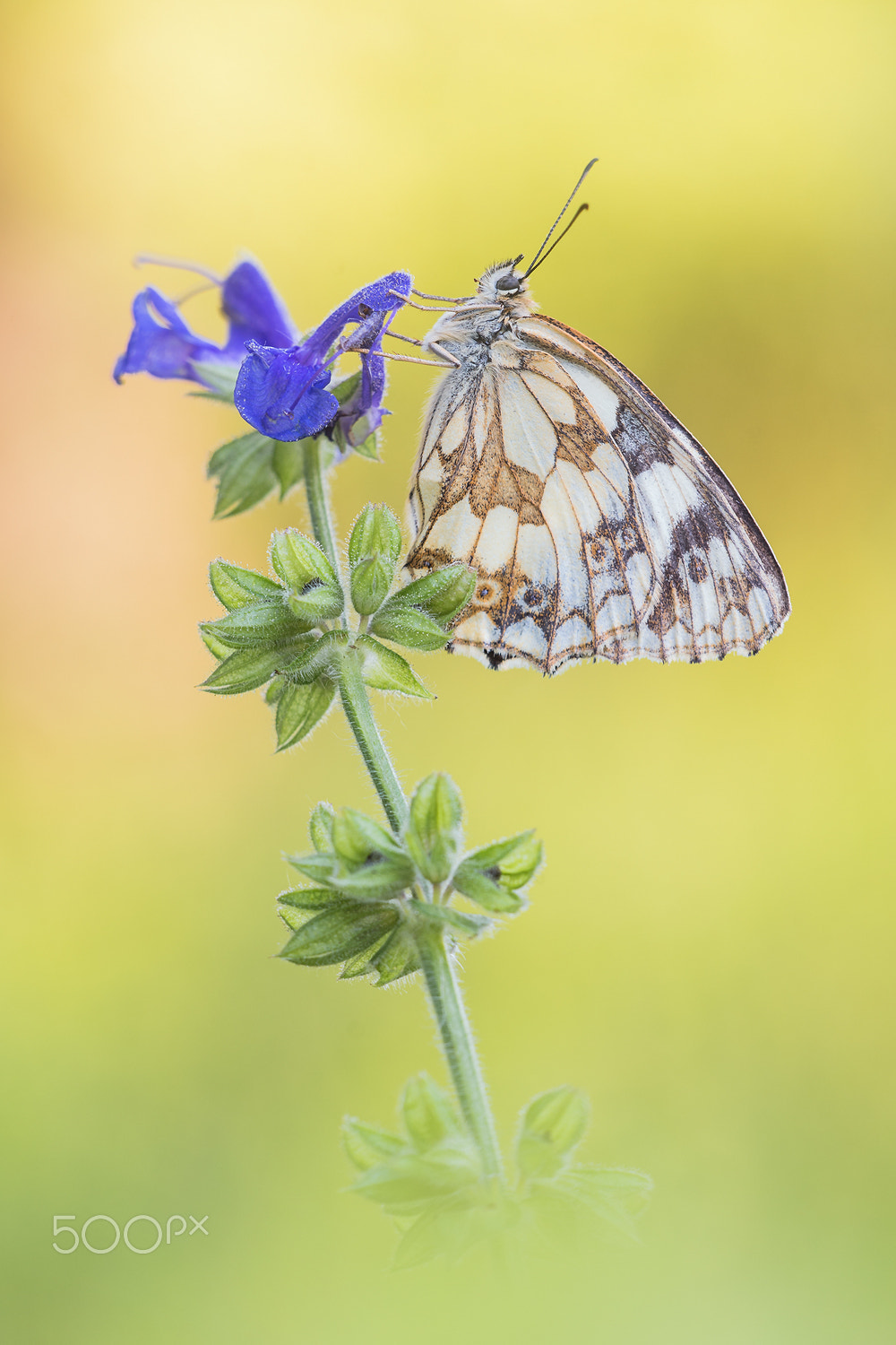 Sigma 150mm F2.8 EX DG Macro HSM sample photo. Marbled white (melanargia galathea) photography