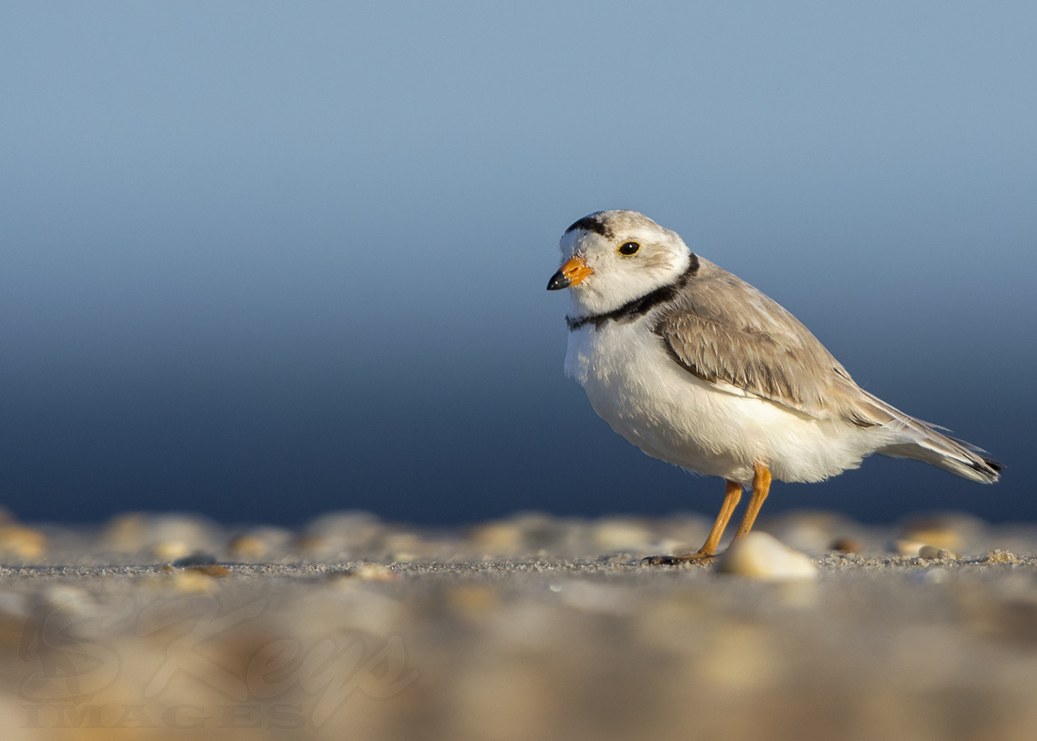 Nikon D7200 + Sigma 500mm F4.5 EX DG HSM sample photo. Blue gradient (piping plover) photography