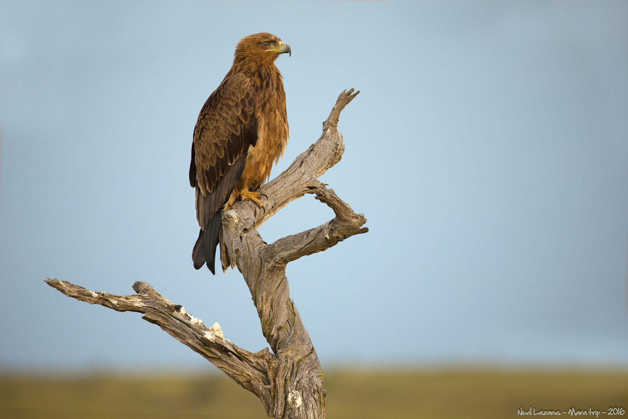 Canon EOS-1D X + Canon EF 200-400mm F4L IS USM Extender 1.4x sample photo. Tawny eagle on lovely perch photography