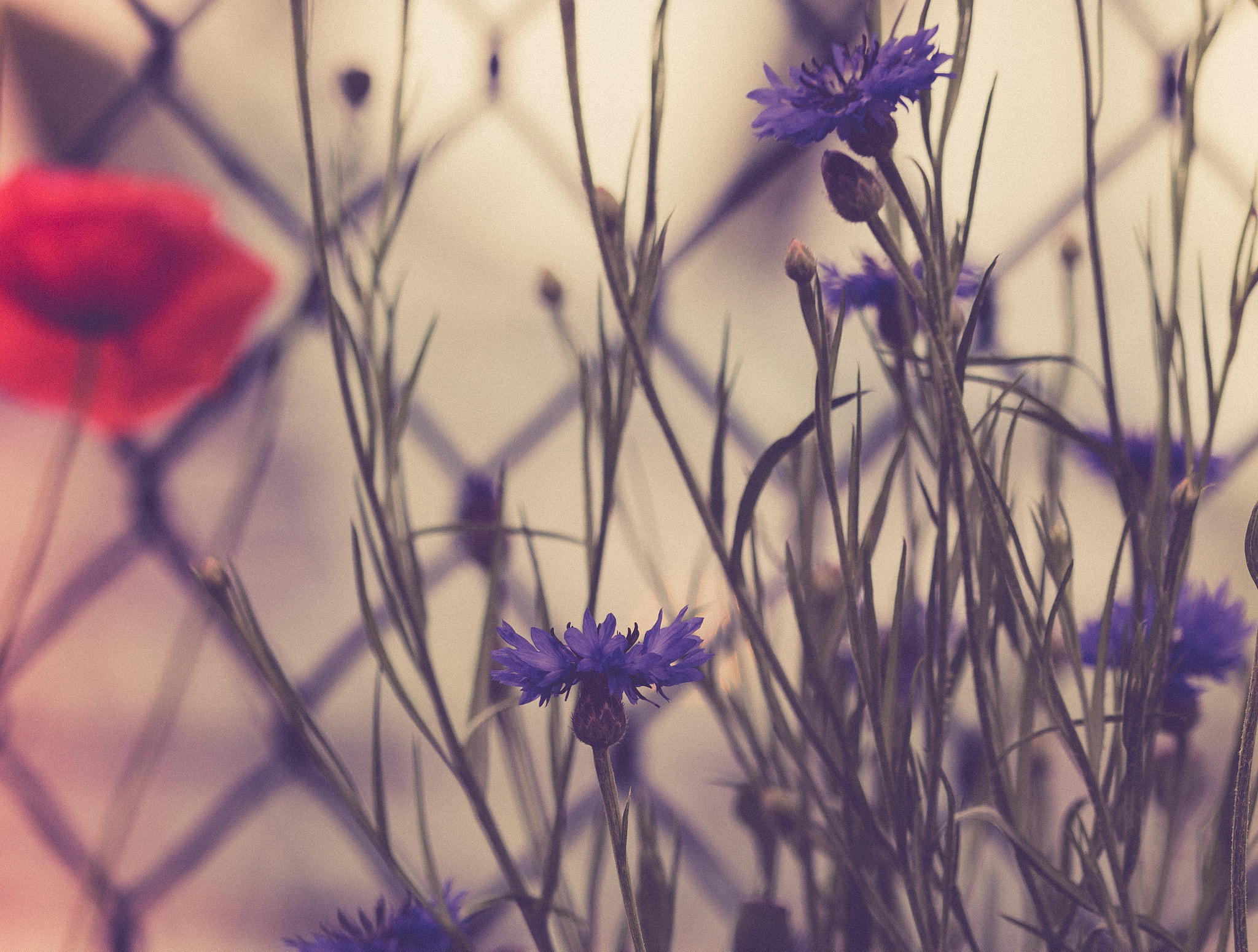 Canon EOS 760D (EOS Rebel T6s / EOS 8000D) sample photo. Flowers photography