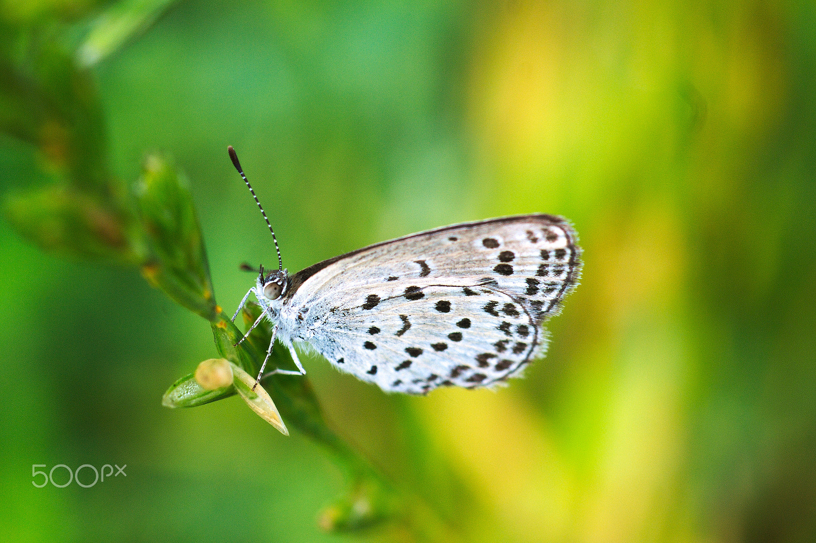 Nikon D40X + Nikon AF Micro-Nikkor 60mm F2.8D sample photo. Butterfly #6 photography
