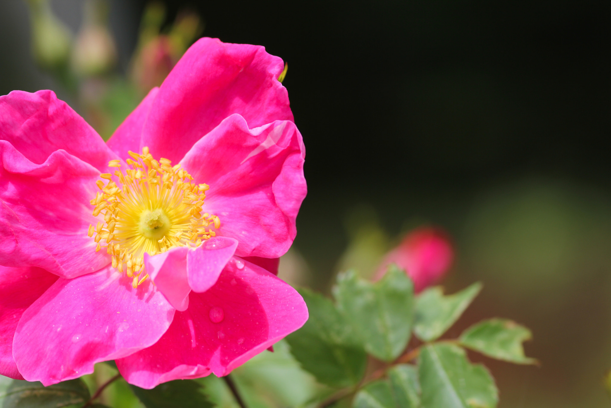 Canon EOS 60D + Sigma 105mm F2.8 EX DG Macro sample photo. Enjoying the sun - du plaisir au soleil photography