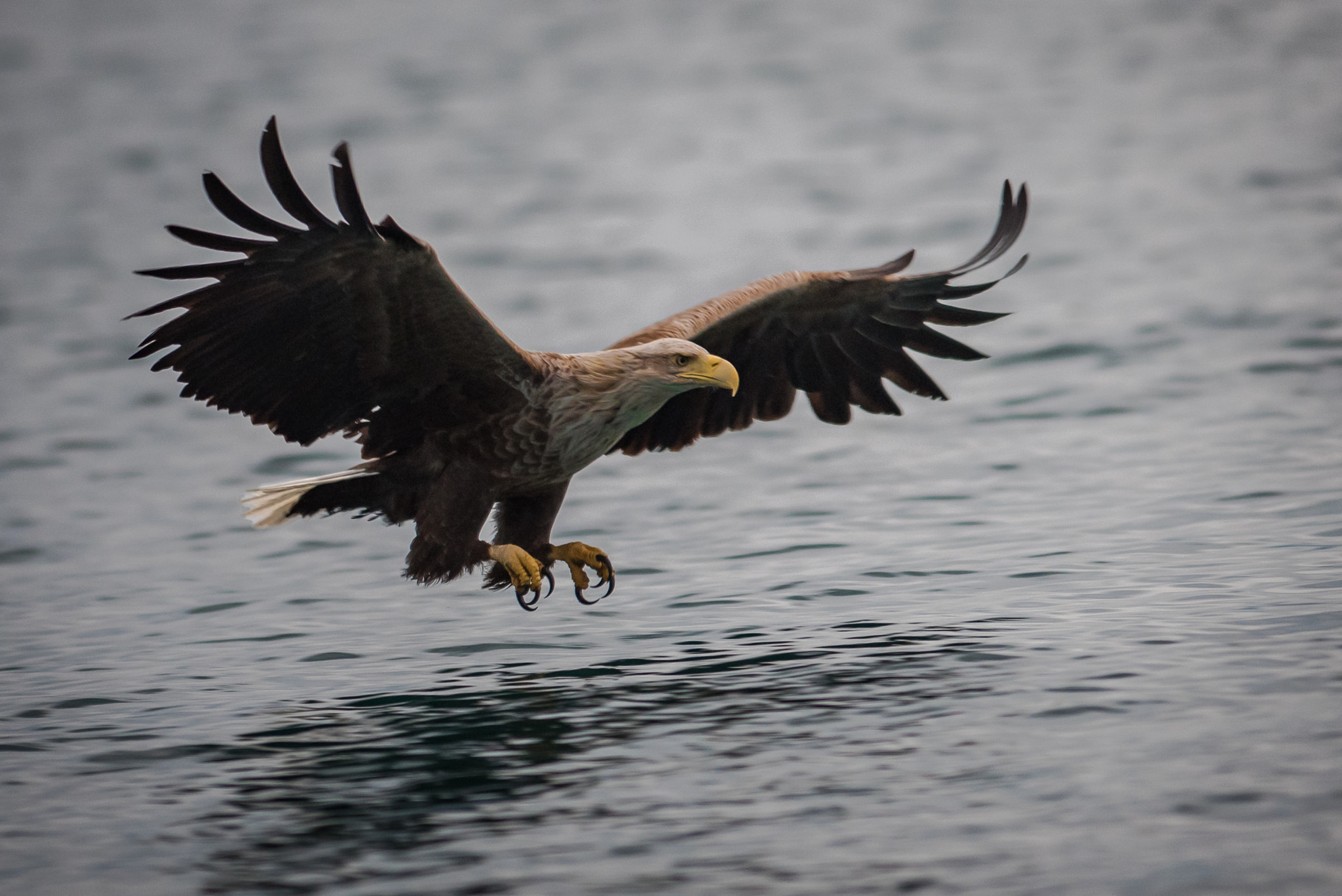 Nikon AF-S Nikkor 300mm F2.8G ED VR II sample photo. Sea eagle in the midnight light photography