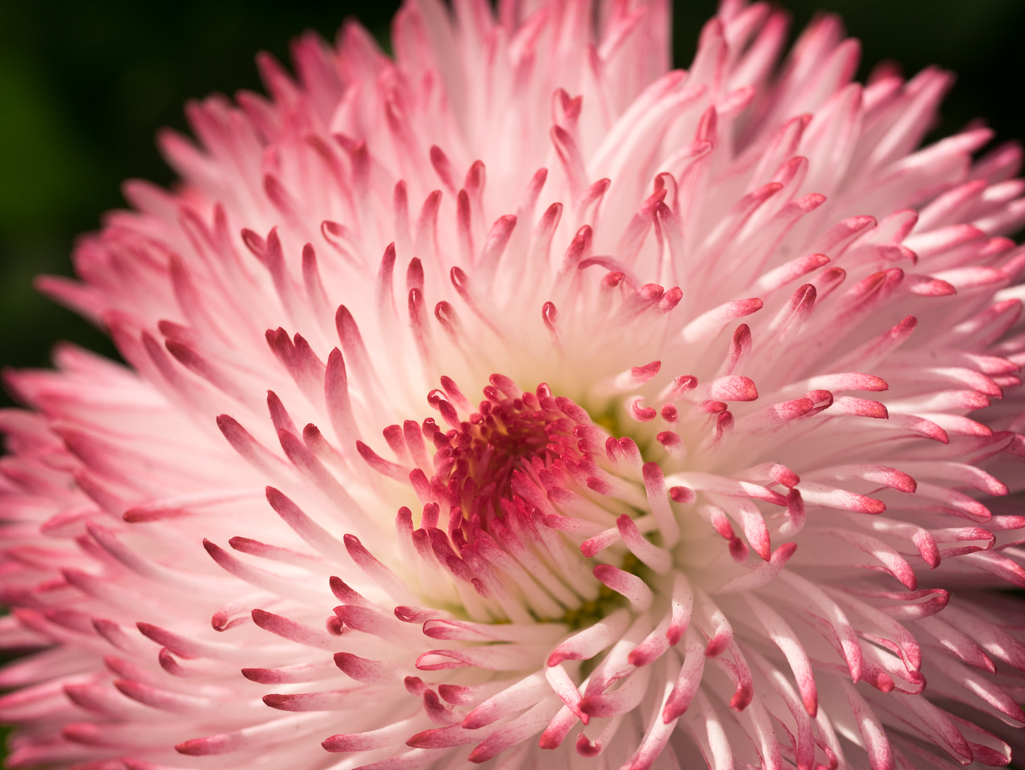 Panasonic Lumix DMC-GM1 sample photo. Like an anemone out of water photography