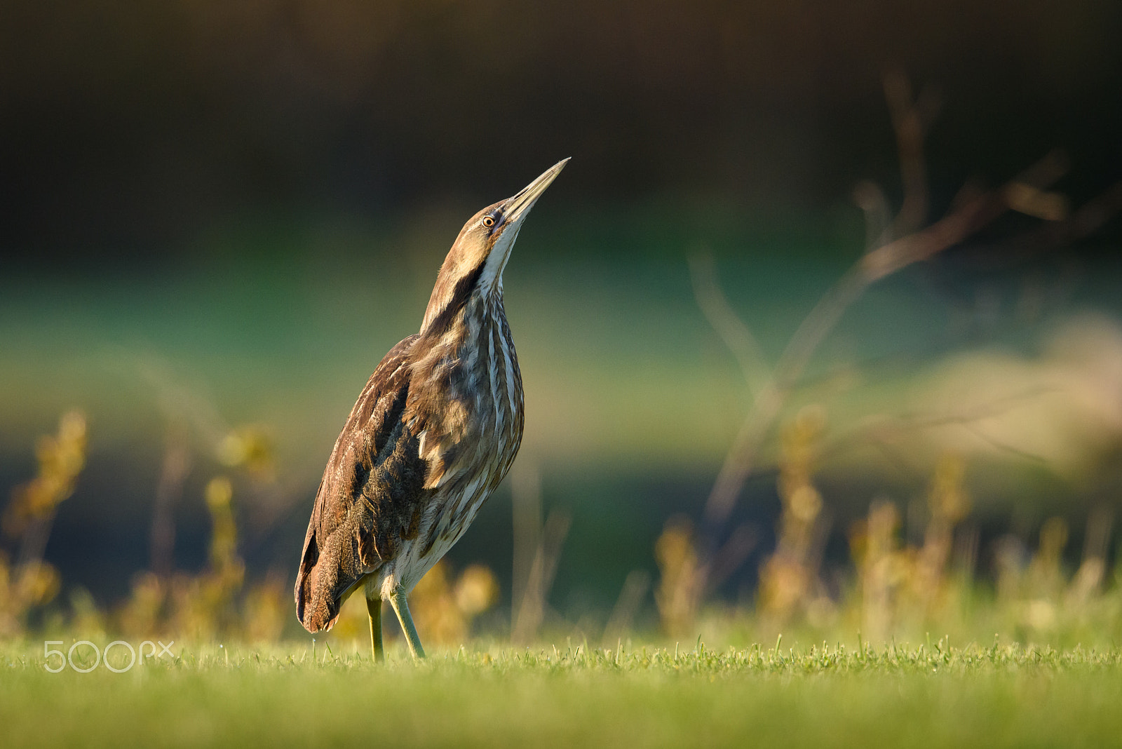 Nikon D810 + Nikon AF-S Nikkor 500mm F4E FL ED VR sample photo. American bittern out in the open photography