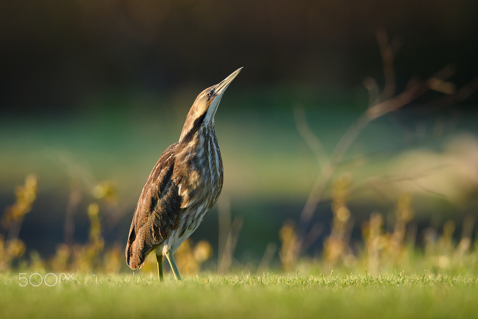 Nikon AF-S Nikkor 500mm F4E FL ED VR sample photo. American bittern out in the open photography