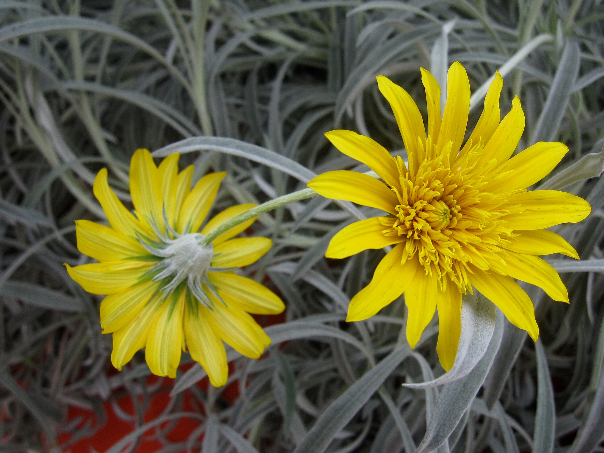 Canon PowerShot SD880 IS (Digital IXUS 870 IS / IXY Digital 920 IS) sample photo. Flowers 花卉 photography