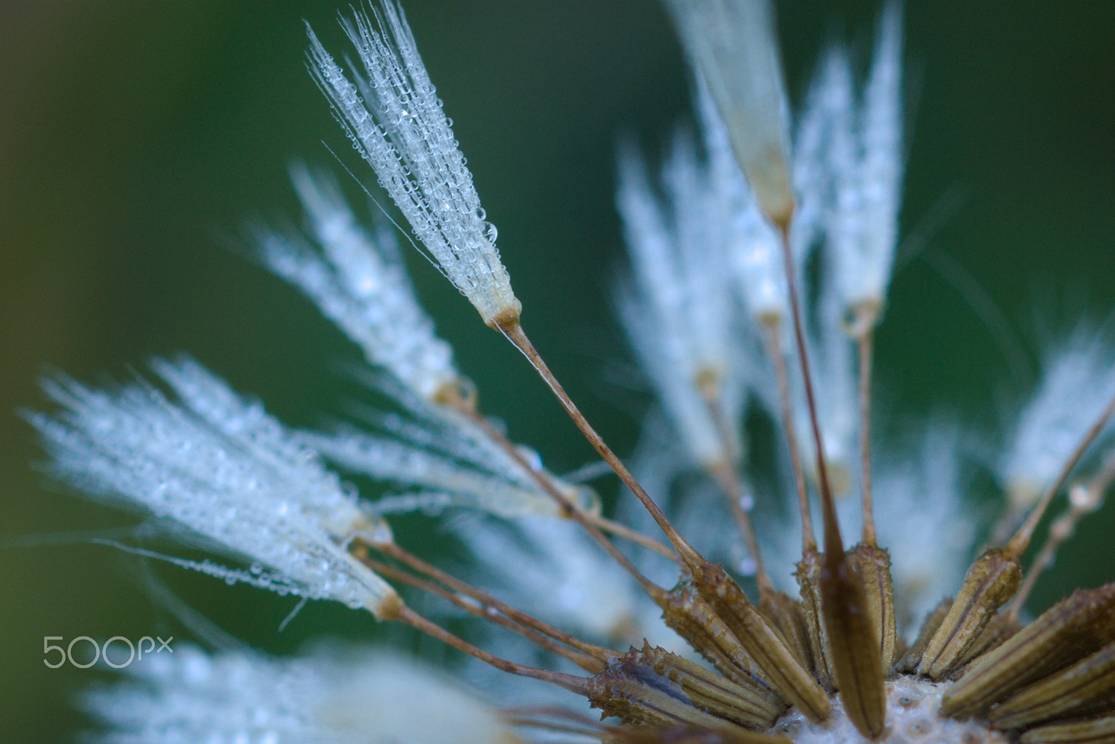 Nikon D40X + Nikon AF Micro-Nikkor 60mm F2.8D sample photo. Flower #31 photography