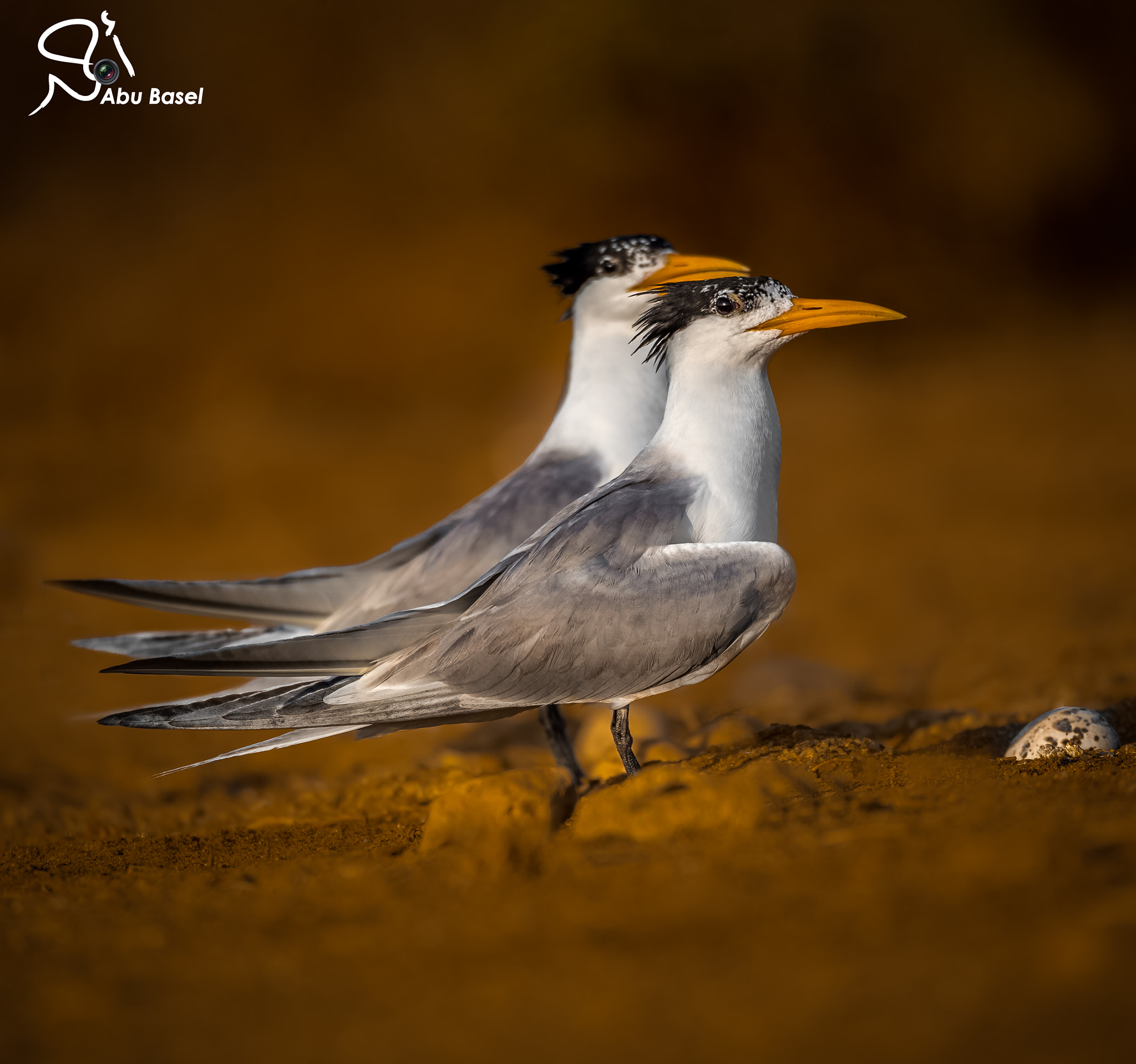 Sigma 150-600mm F5-6.3 DG OS HSM | S sample photo