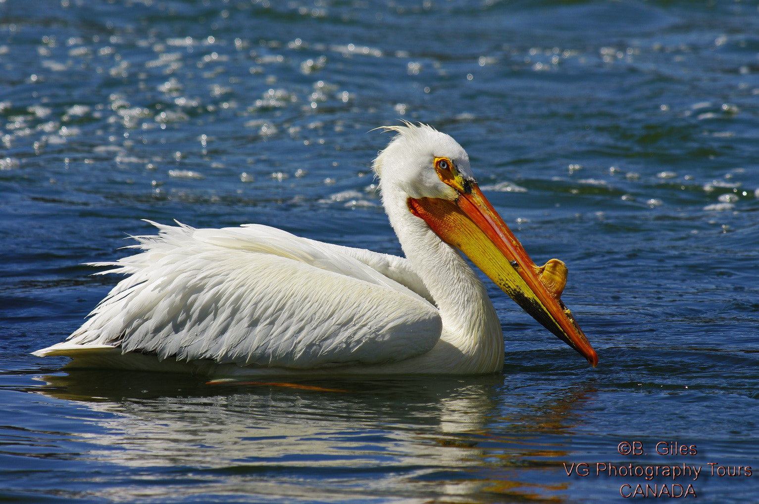 Pentax K20D + A Series Lens sample photo. Cruising for a mate photography