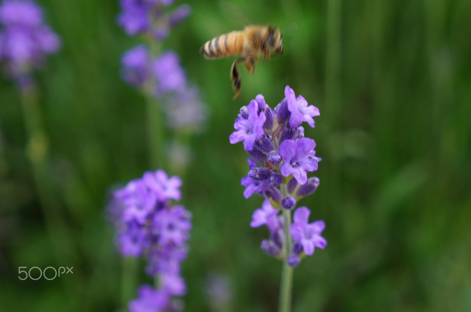 Sony E 18-55mm F3.5-5.6 OSS sample photo. Preparing for landing photography