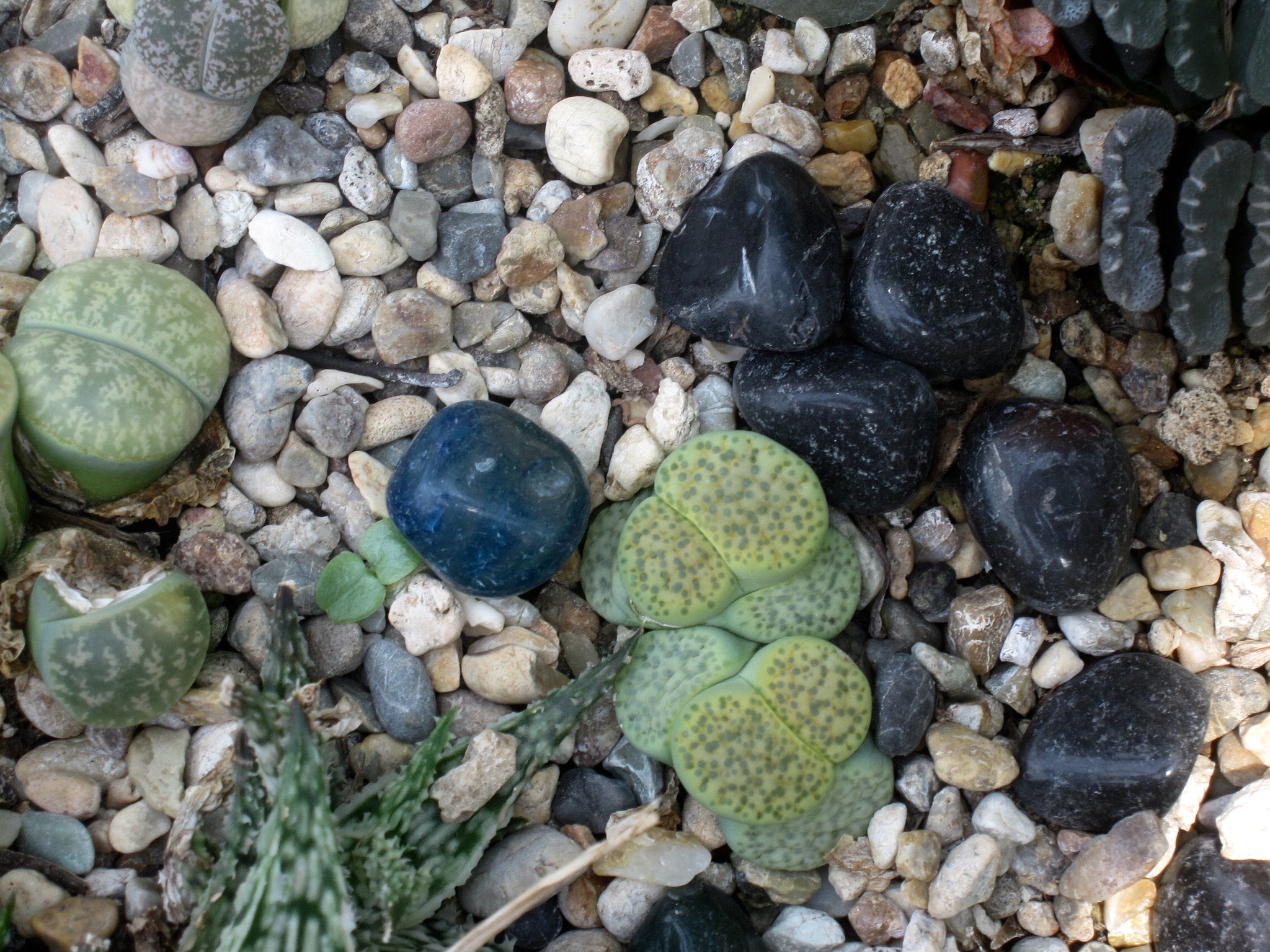 Canon PowerShot SD880 IS (Digital IXUS 870 IS / IXY Digital 920 IS) sample photo. Which are stones? 哪些是石头？ photography