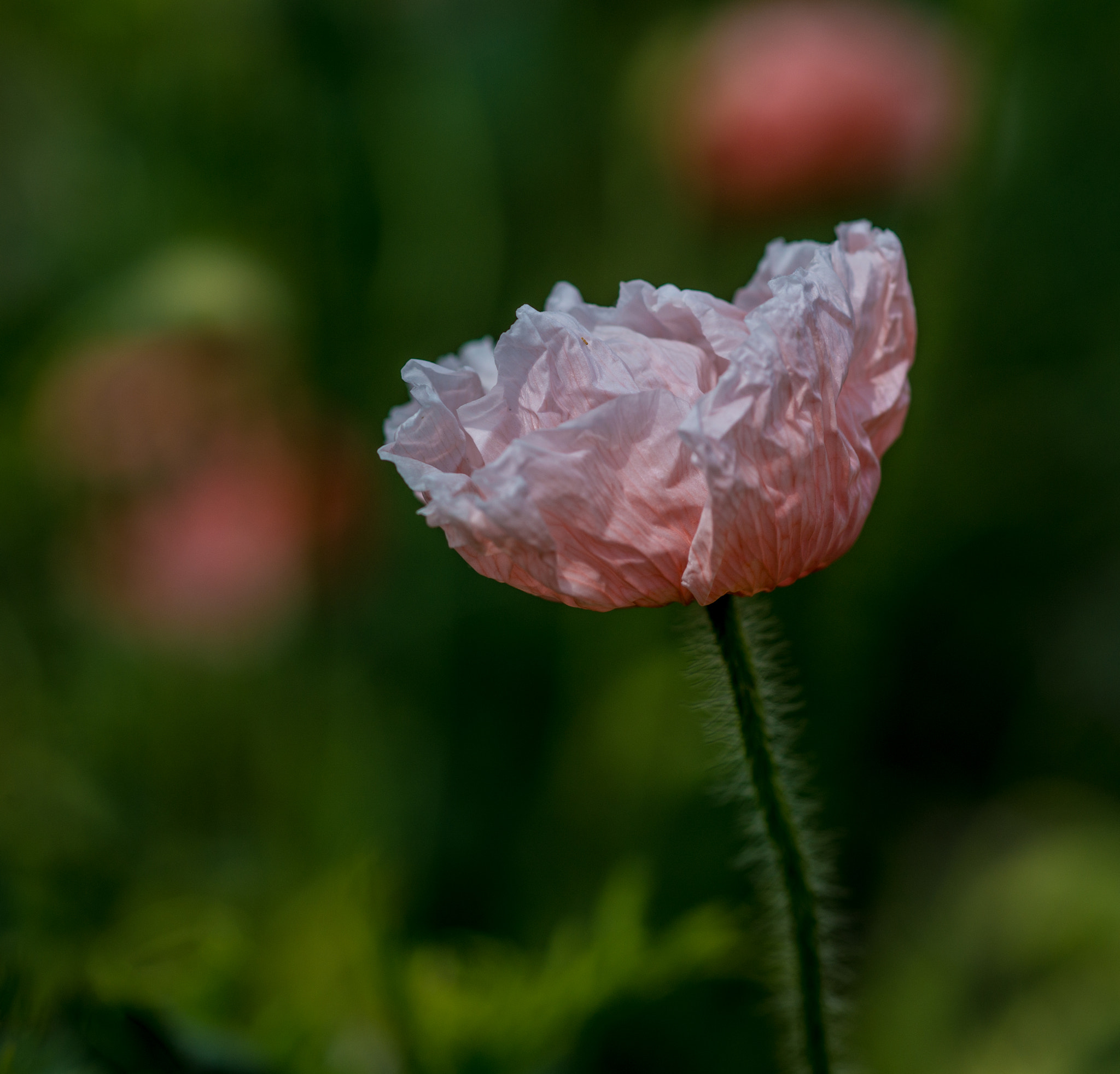 Sony a99 II + Sony 100mm F2.8 Macro sample photo. 1-9.jpg photography