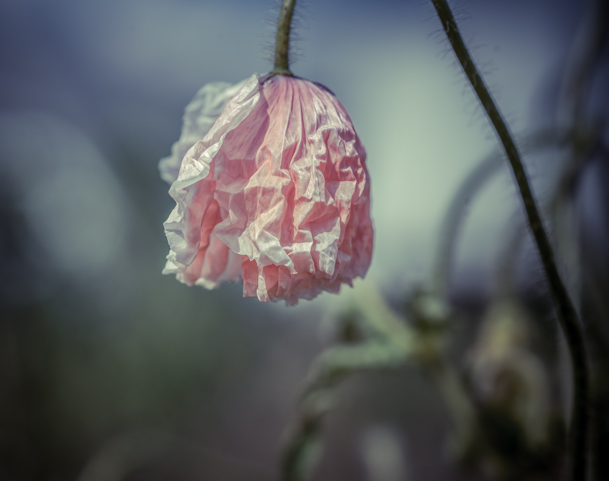 Sony a99 II + Sony 100mm F2.8 Macro sample photo. 1-4.jpg photography