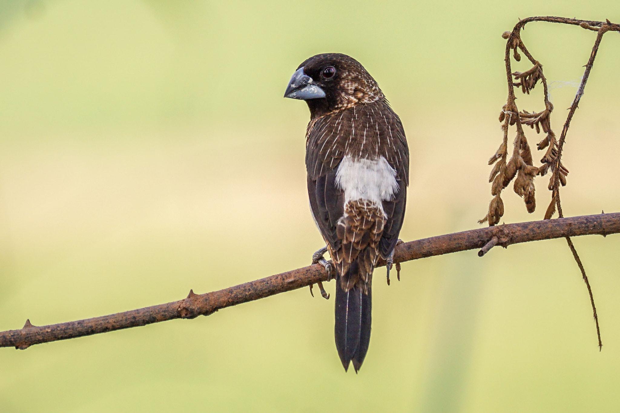 Sony 70-300mm F4.5-5.6 G SSM sample photo. White-rumped munia photography
