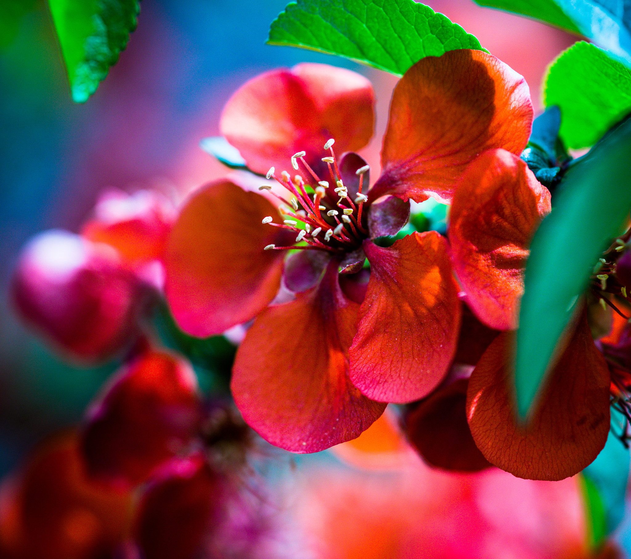 Sony 100mm F2.8 Macro sample photo. виски photography