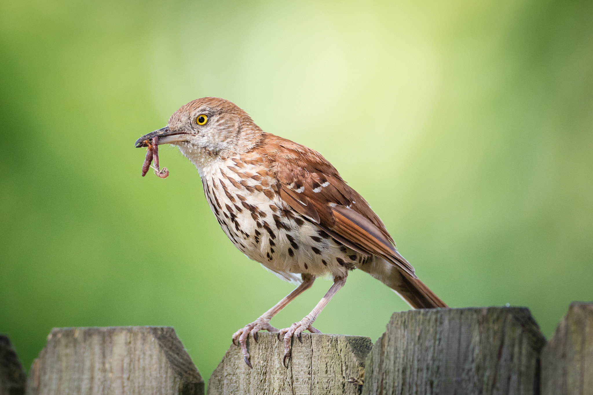 Canon EOS 5DS R + Canon EF 500mm F4L IS USM sample photo. Brown thrasher with snack photography