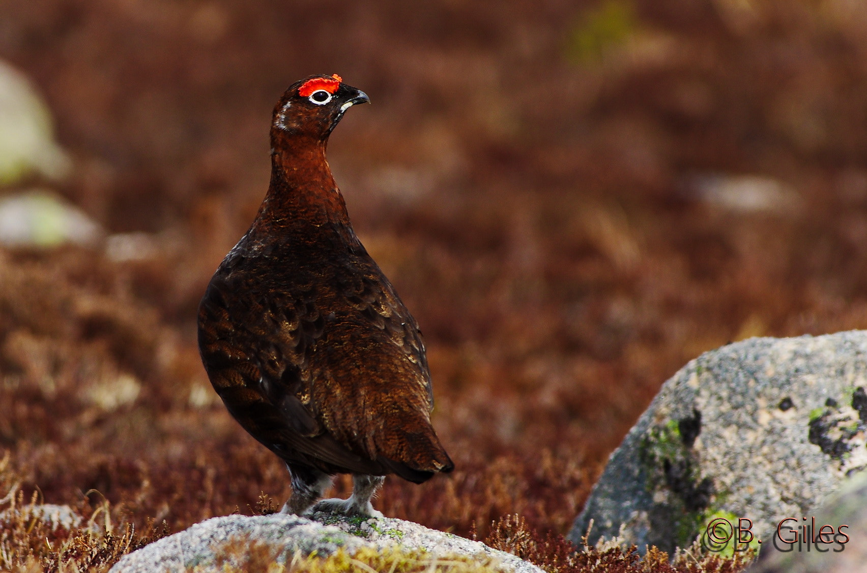 Pentax K-5 IIs + Pentax smc DA* 60-250mm F4.0 ED (IF) SDM sample photo. Last light red grouse photography