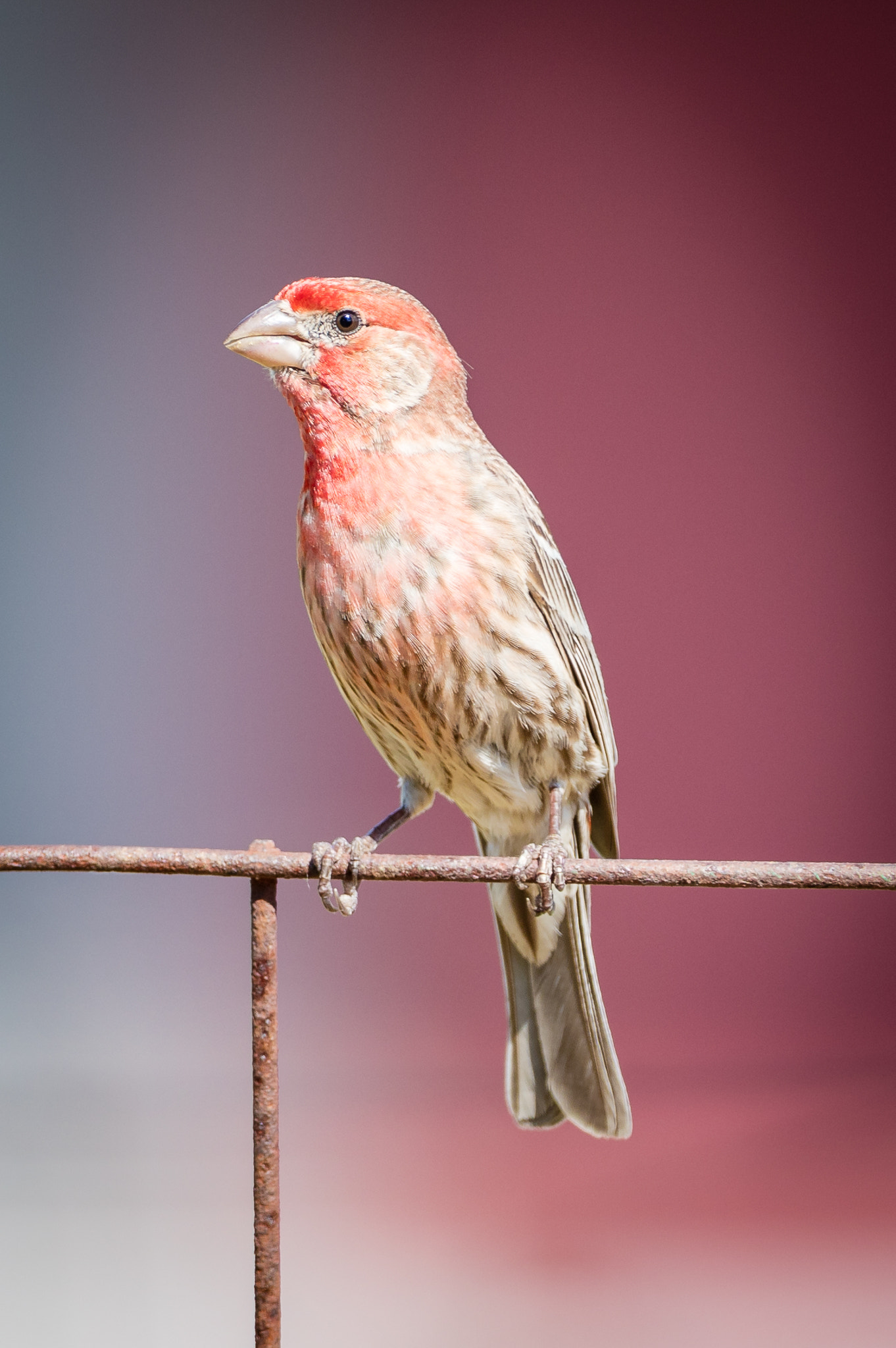 Canon EOS 5DS R + Canon EF 500mm F4L IS USM sample photo. Male house finch photography