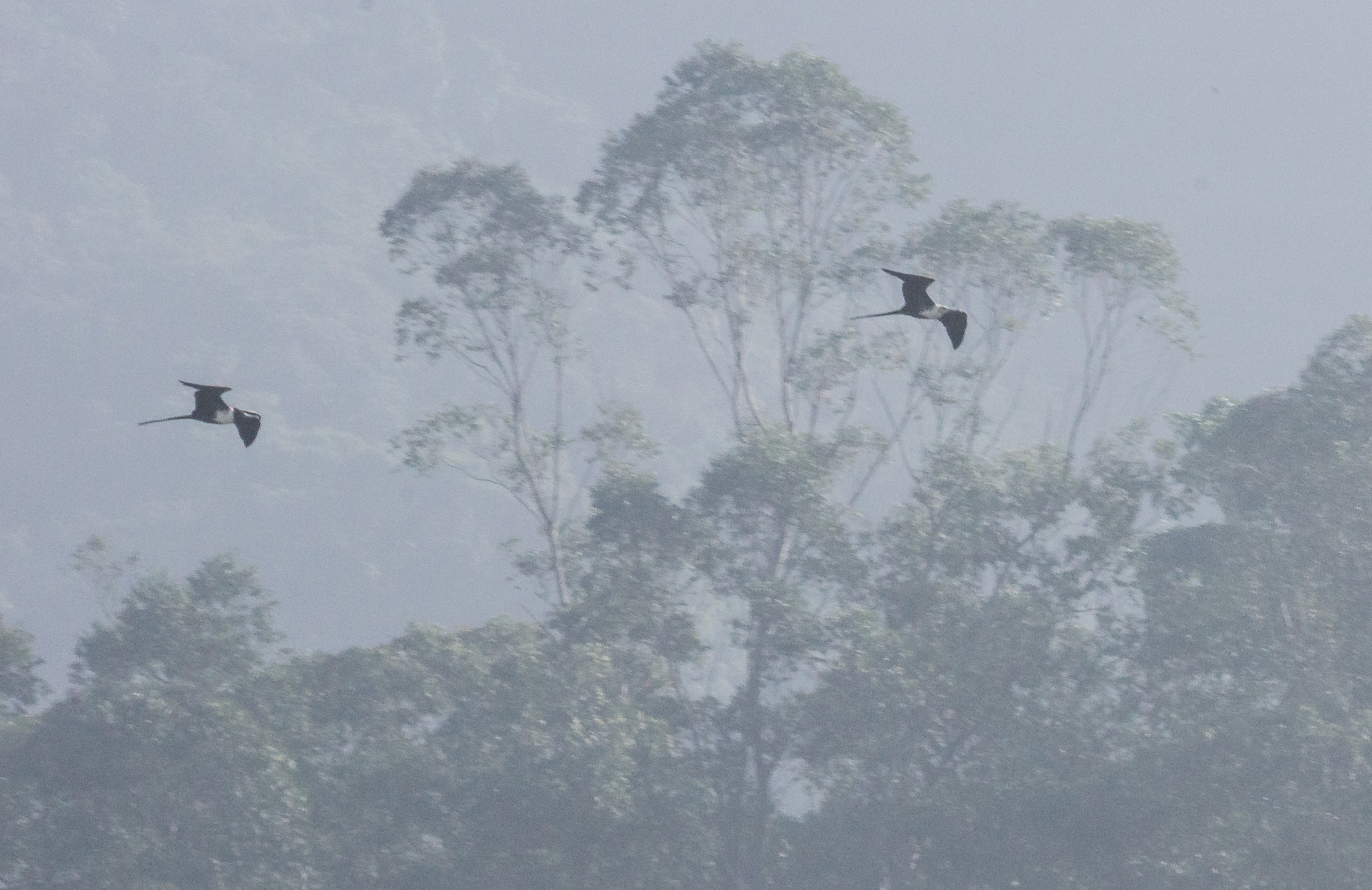 Sony 70-300mm F4.5-5.6 G SSM sample photo. Frigate birds over forest in fog photography