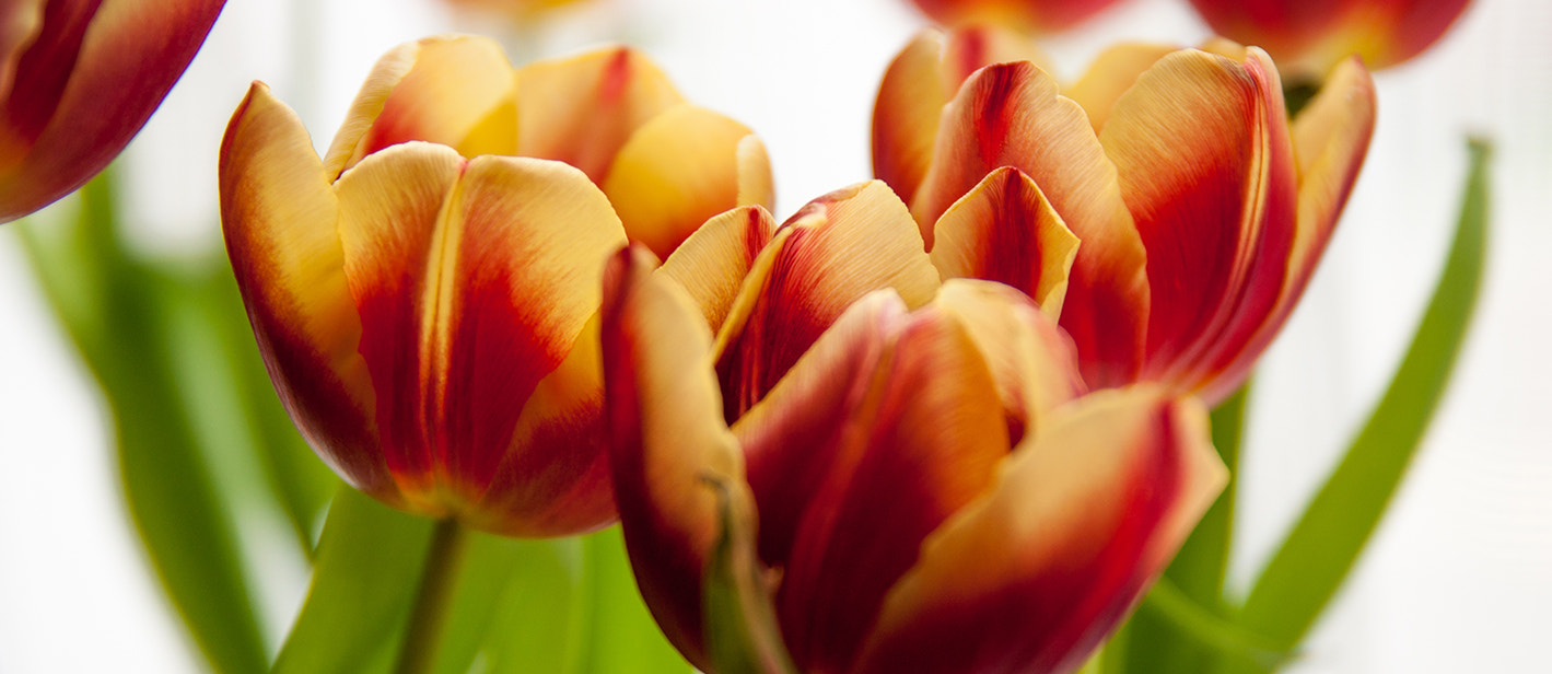 Sony Alpha DSLR-A700 sample photo. Tulips photography