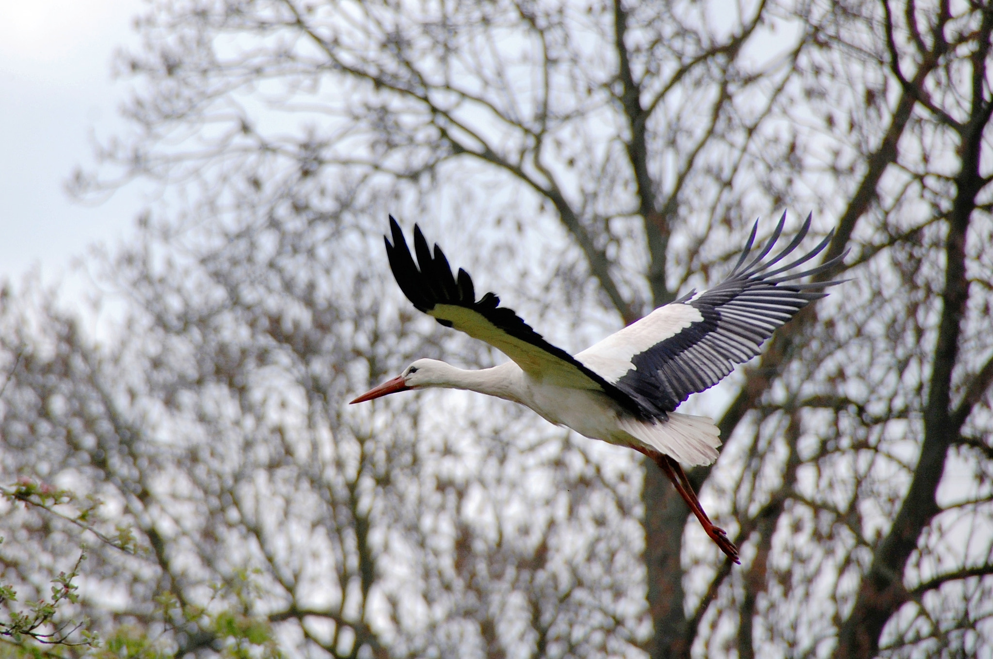Nikon D40 sample photo. Wings = freedom photography