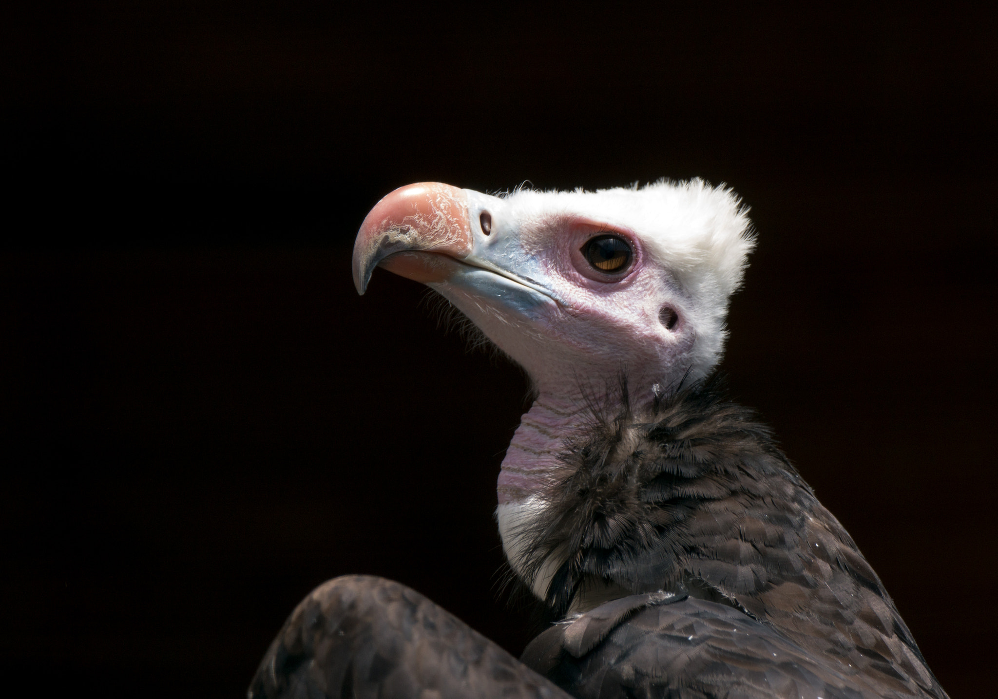 Sony 70-400mm F4-5.6 G SSM II sample photo. Not a beauty photography