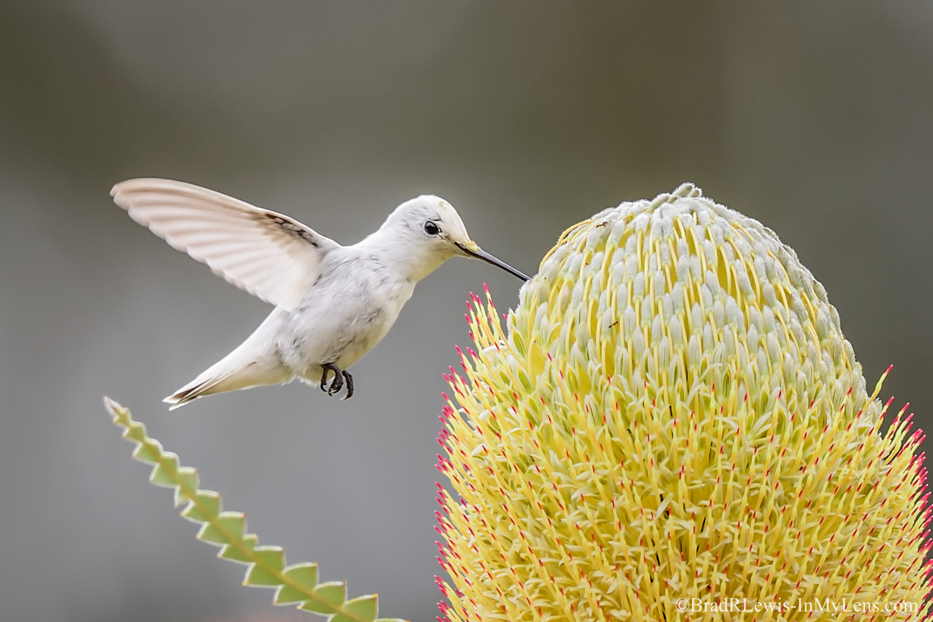 Nikon AF-S Nikkor 800mm F5.6E FL ED VR sample photo. Leucistic anna's hummingbird photography