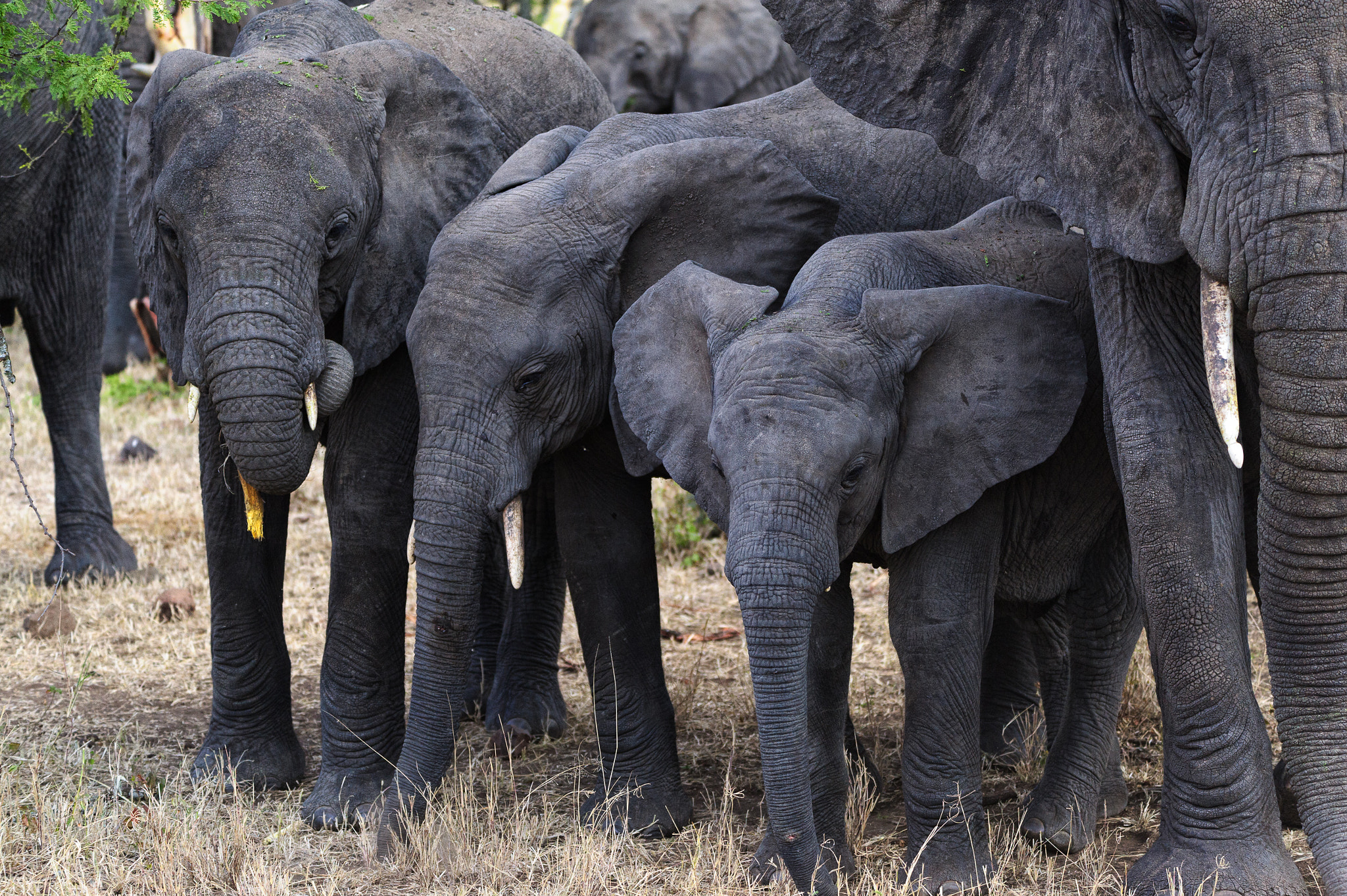 Sigma 150-600mm F5-6.3 DG OS HSM | S sample photo. Elephant calves photography