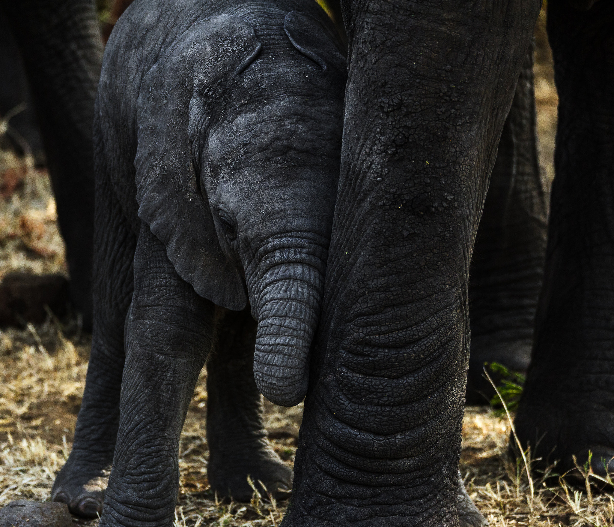 Sigma 150-600mm F5-6.3 DG OS HSM | S sample photo. Elephant and calf photography