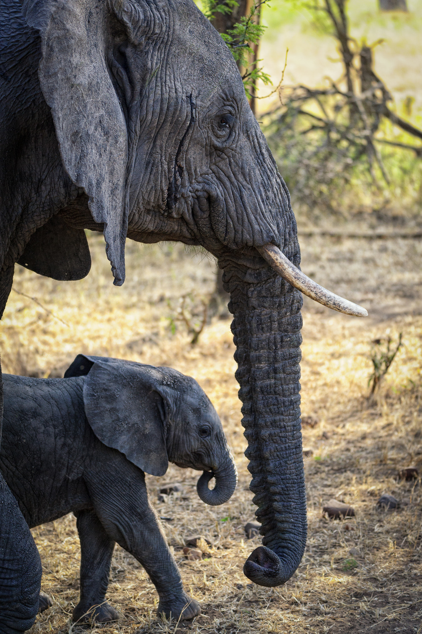 Sigma 150-600mm F5-6.3 DG OS HSM | S sample photo. Elephant and calf photography
