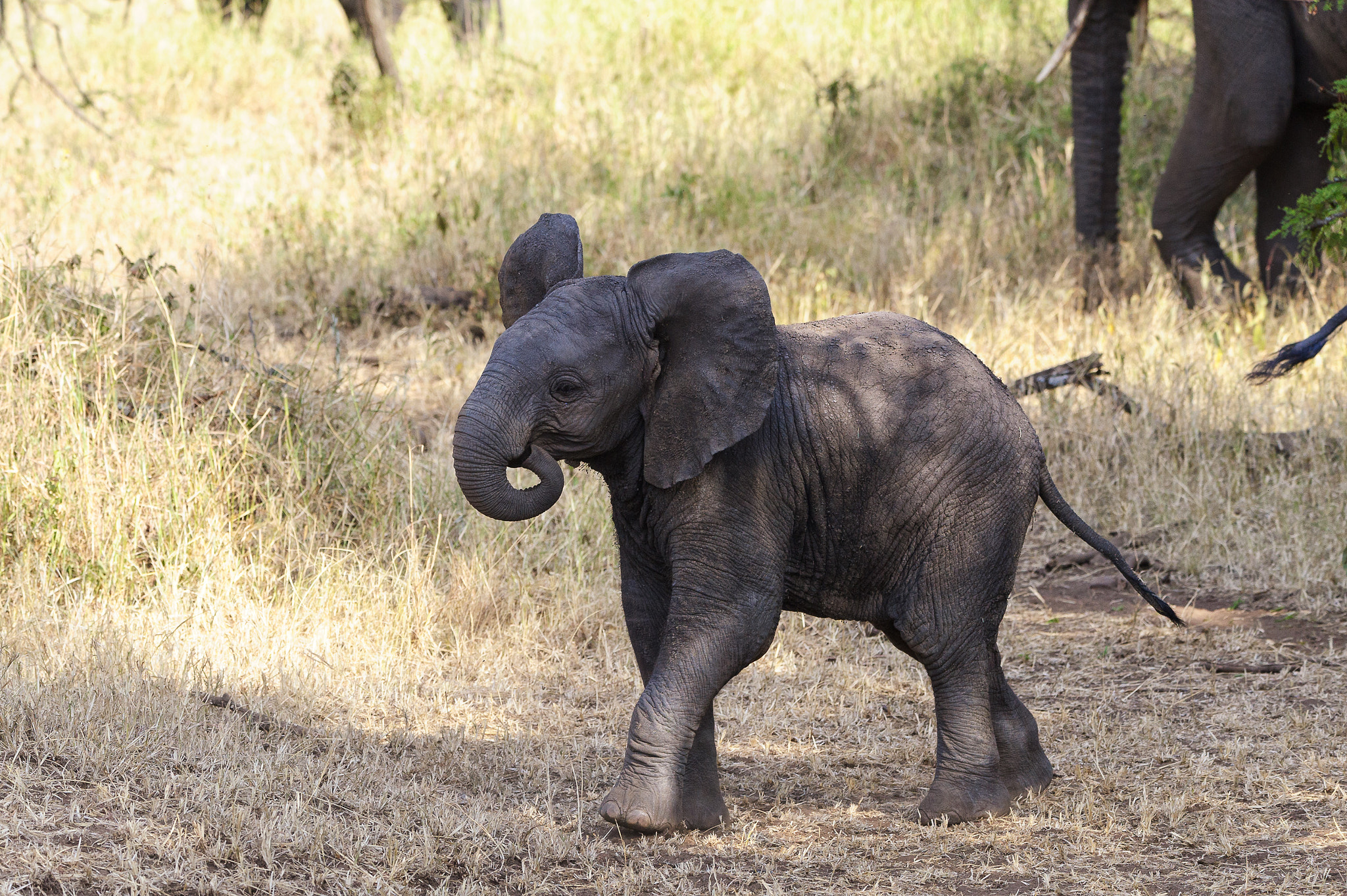 Sigma 150-600mm F5-6.3 DG OS HSM | S sample photo. Elephants calf photography