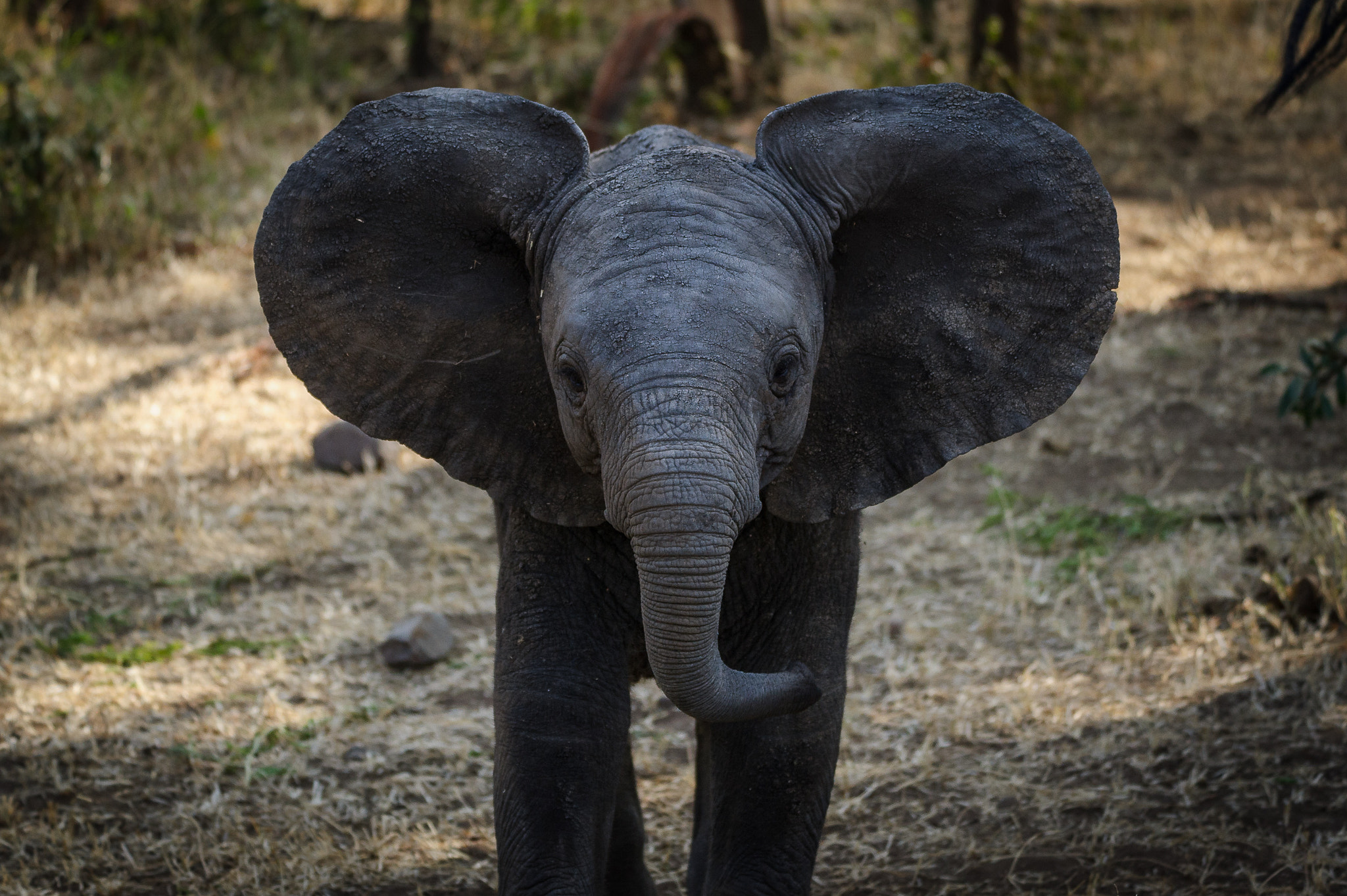 Sigma 150-600mm F5-6.3 DG OS HSM | S sample photo. Elephants calf photography