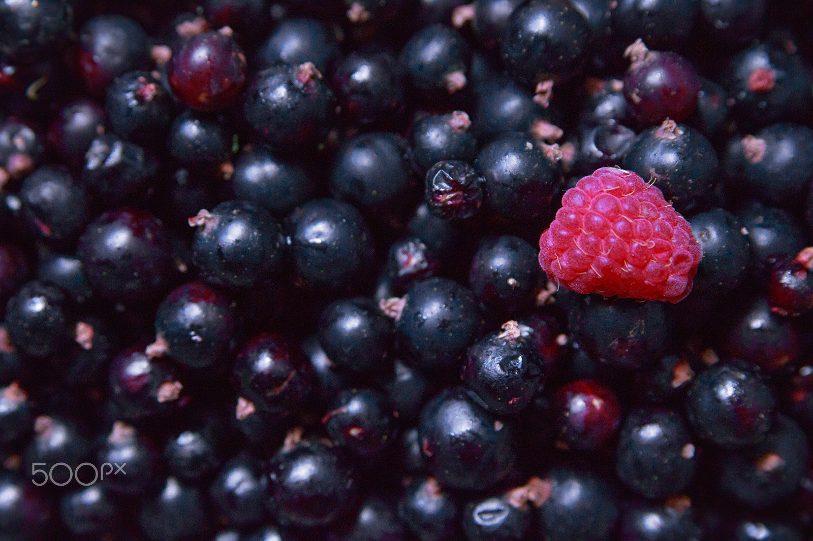 Canon EOS 750D (EOS Rebel T6i / EOS Kiss X8i) sample photo. Raspberry and black currant photography
