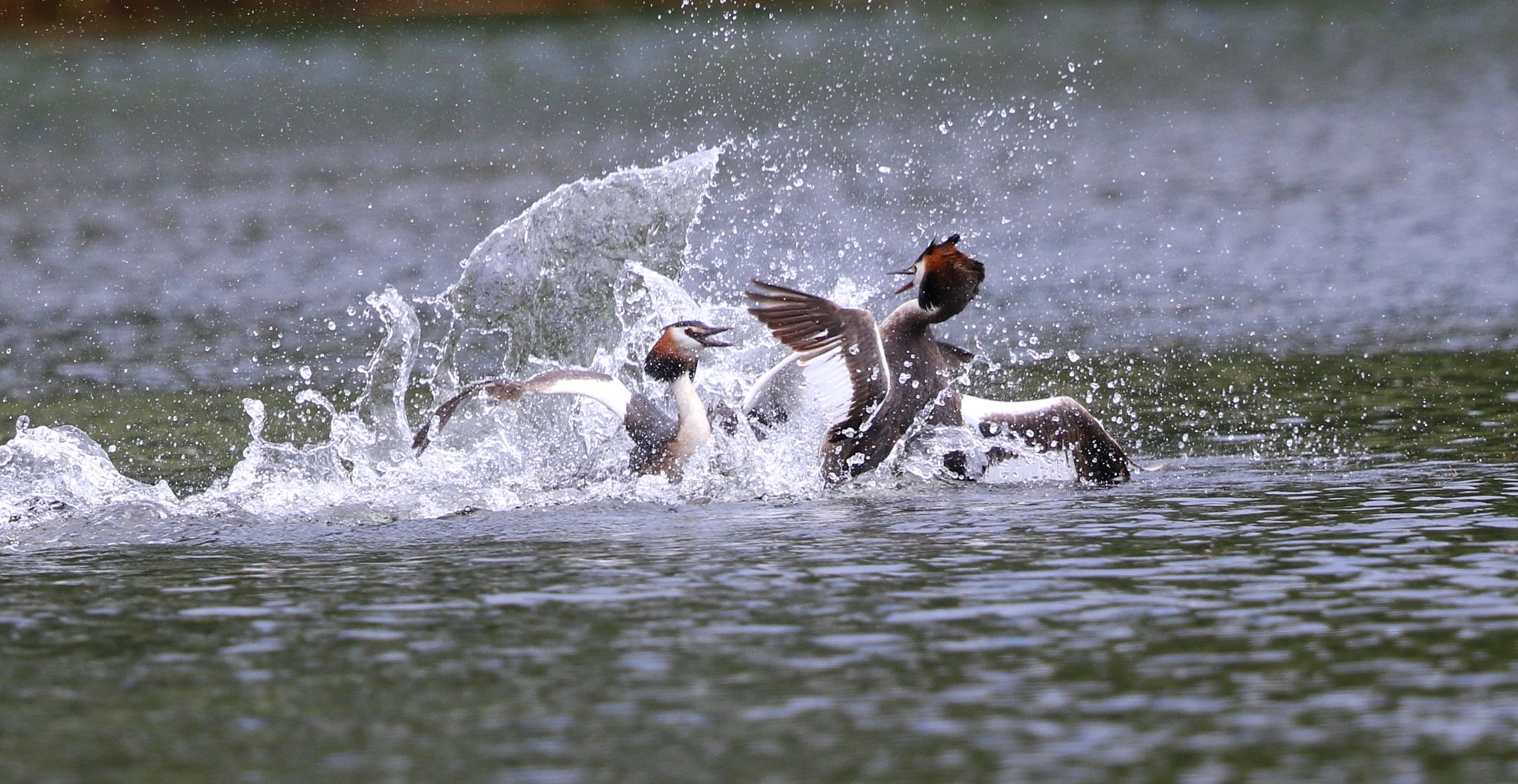 Canon EF 500mm F4L IS II USM sample photo. Fighting grebes photography