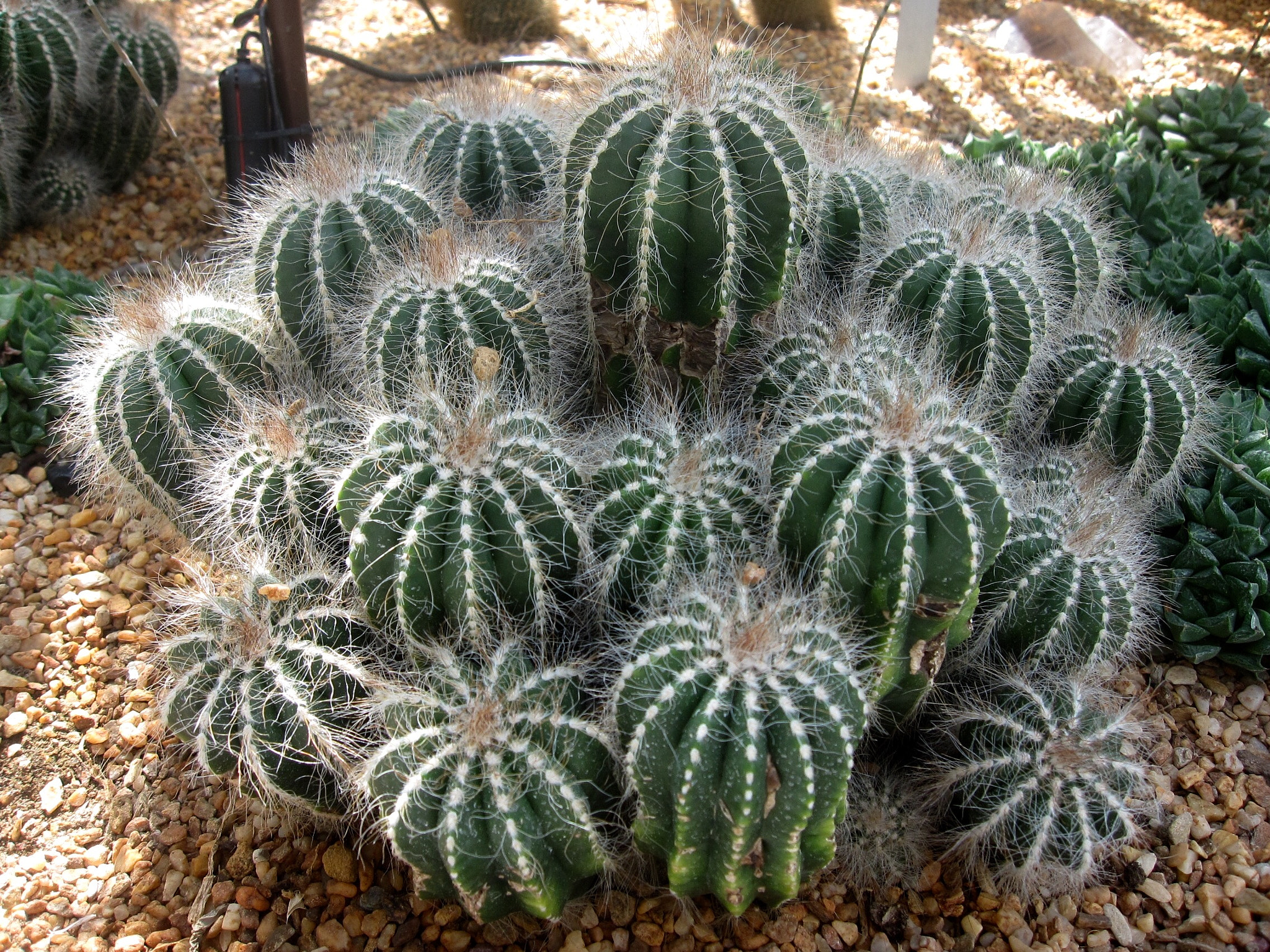 Canon PowerShot SD880 IS (Digital IXUS 870 IS / IXY Digital 920 IS) sample photo. Ball cactus 仙人球 photography