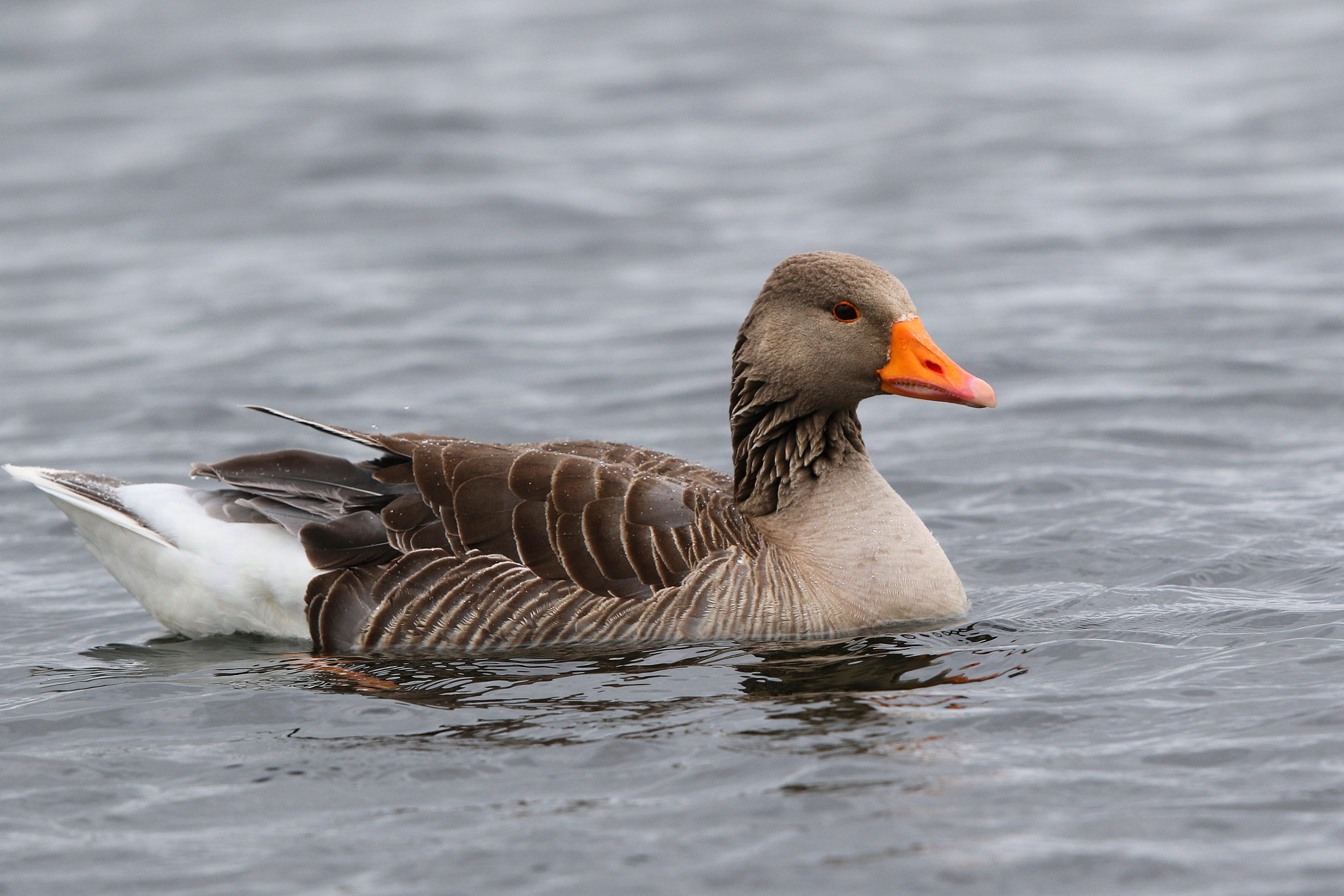 Canon EF 500mm F4L IS II USM sample photo. Greylag goose photography