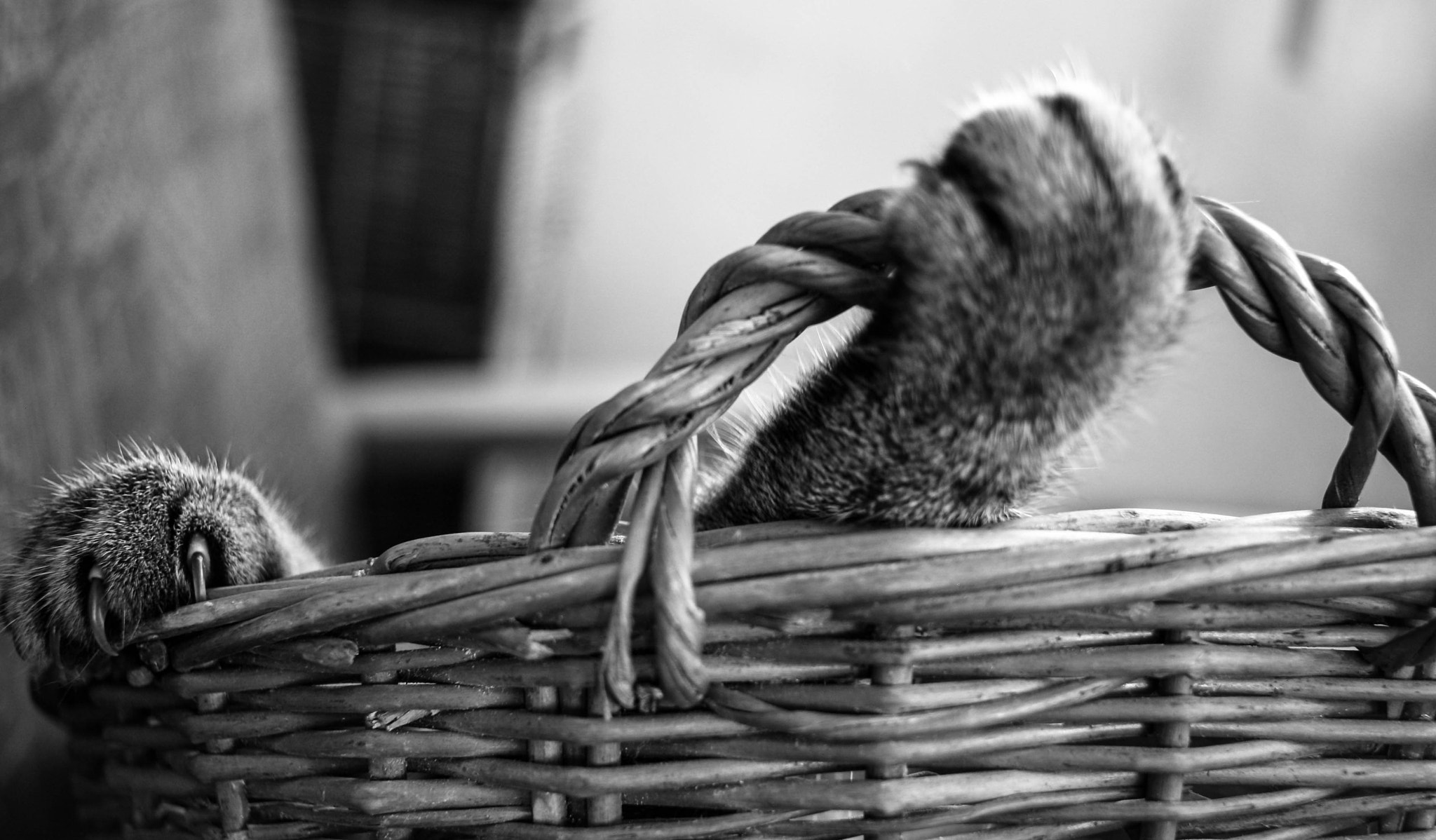 Canon EF-S 24mm F2.8 STM sample photo. Paws photography