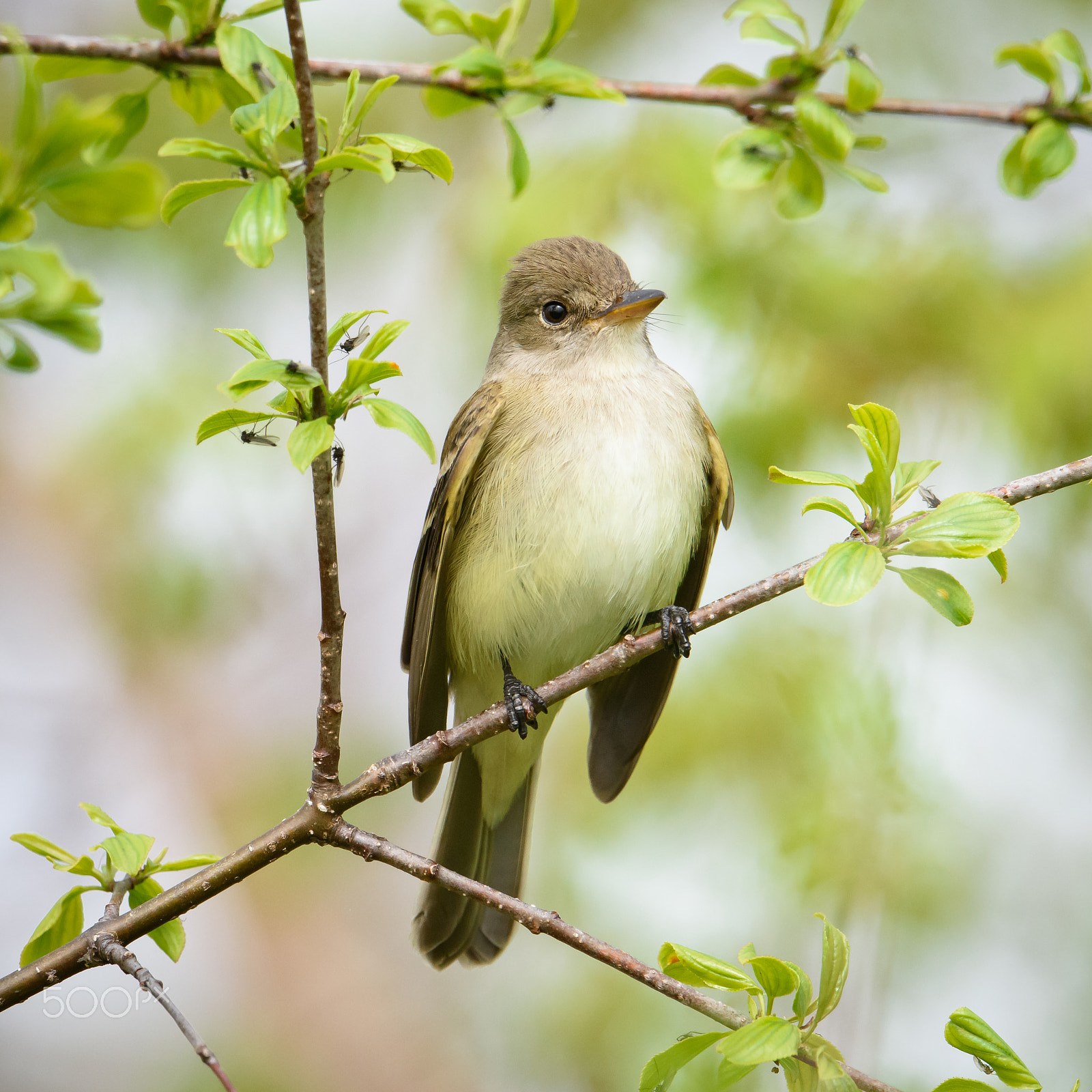Nikon AF-S Nikkor 500mm F4E FL ED VR sample photo. Flycatcher among the flies photography
