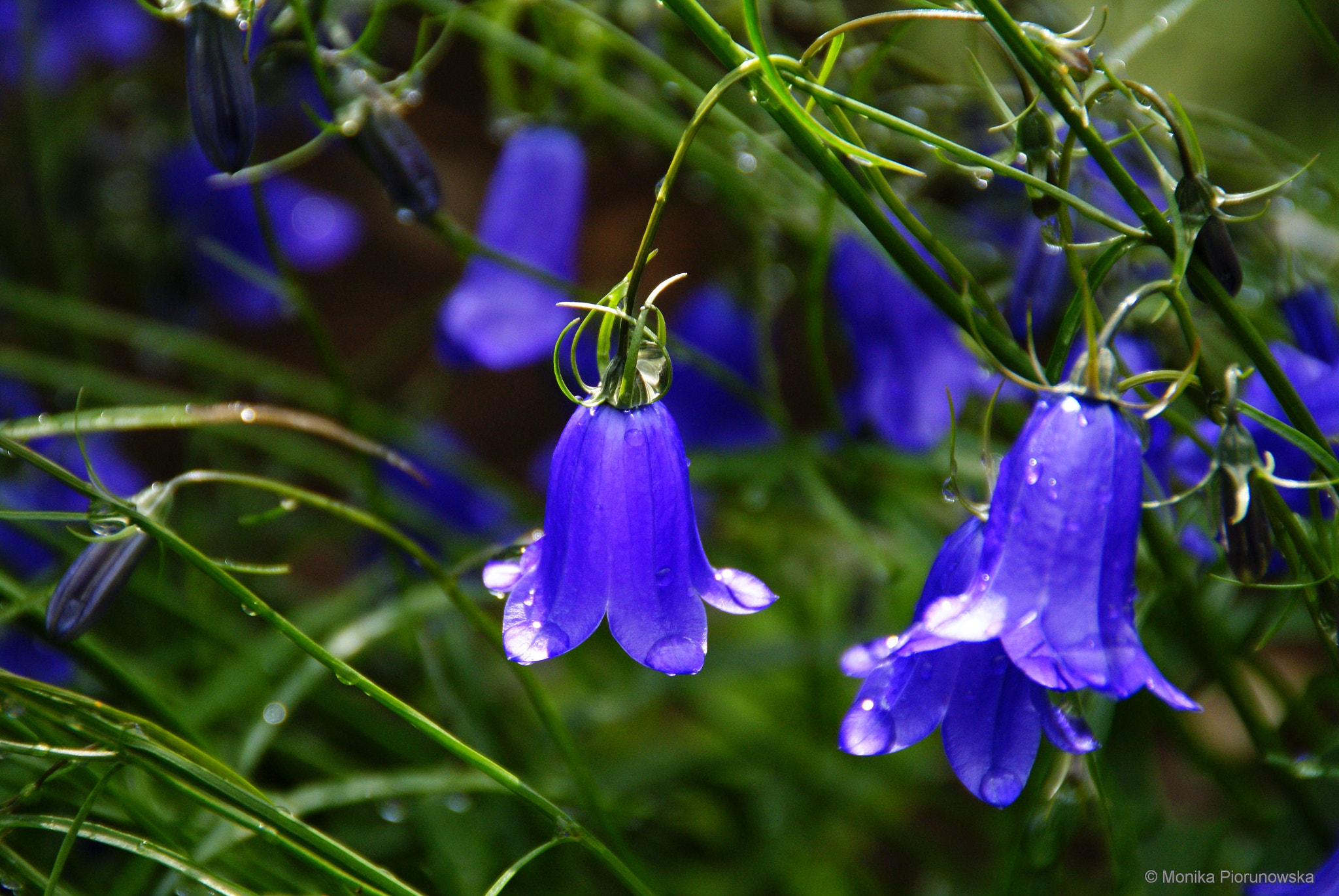 Sony Alpha DSLR-A300 sample photo. Flower photography