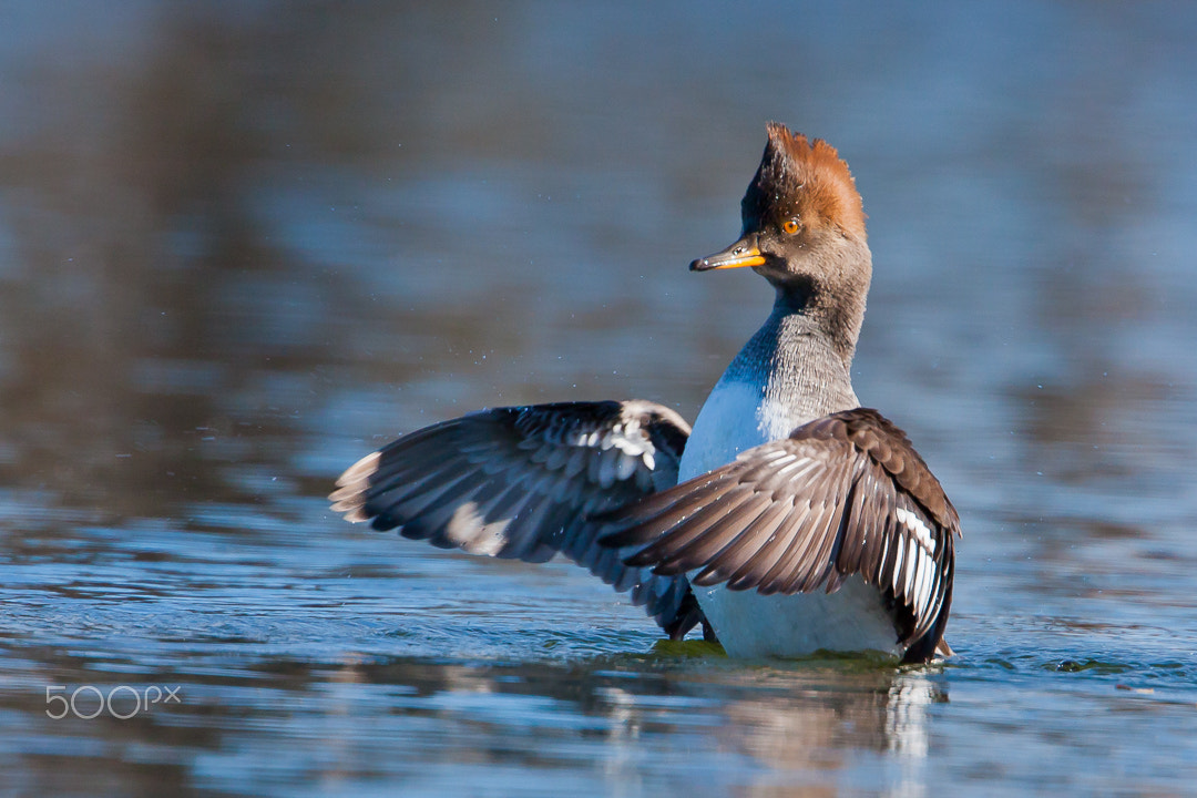 Canon EOS 40D + Canon EF 500mm F4L IS USM sample photo. Hooded merganser photography