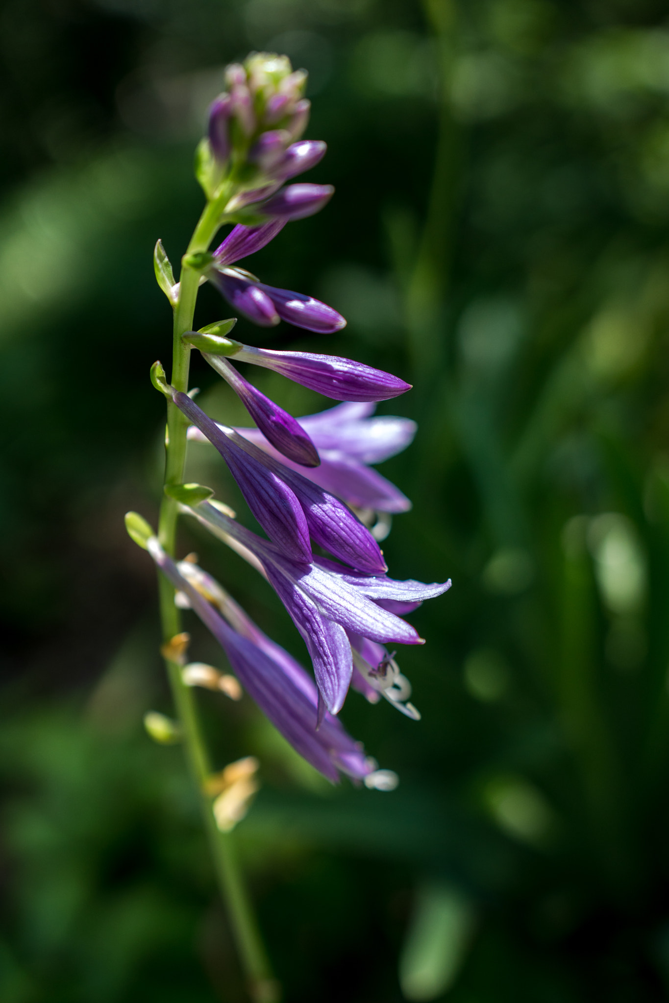 18-35mm F1.8 DC HSM | Art 013 sample photo. Purple bells photography
