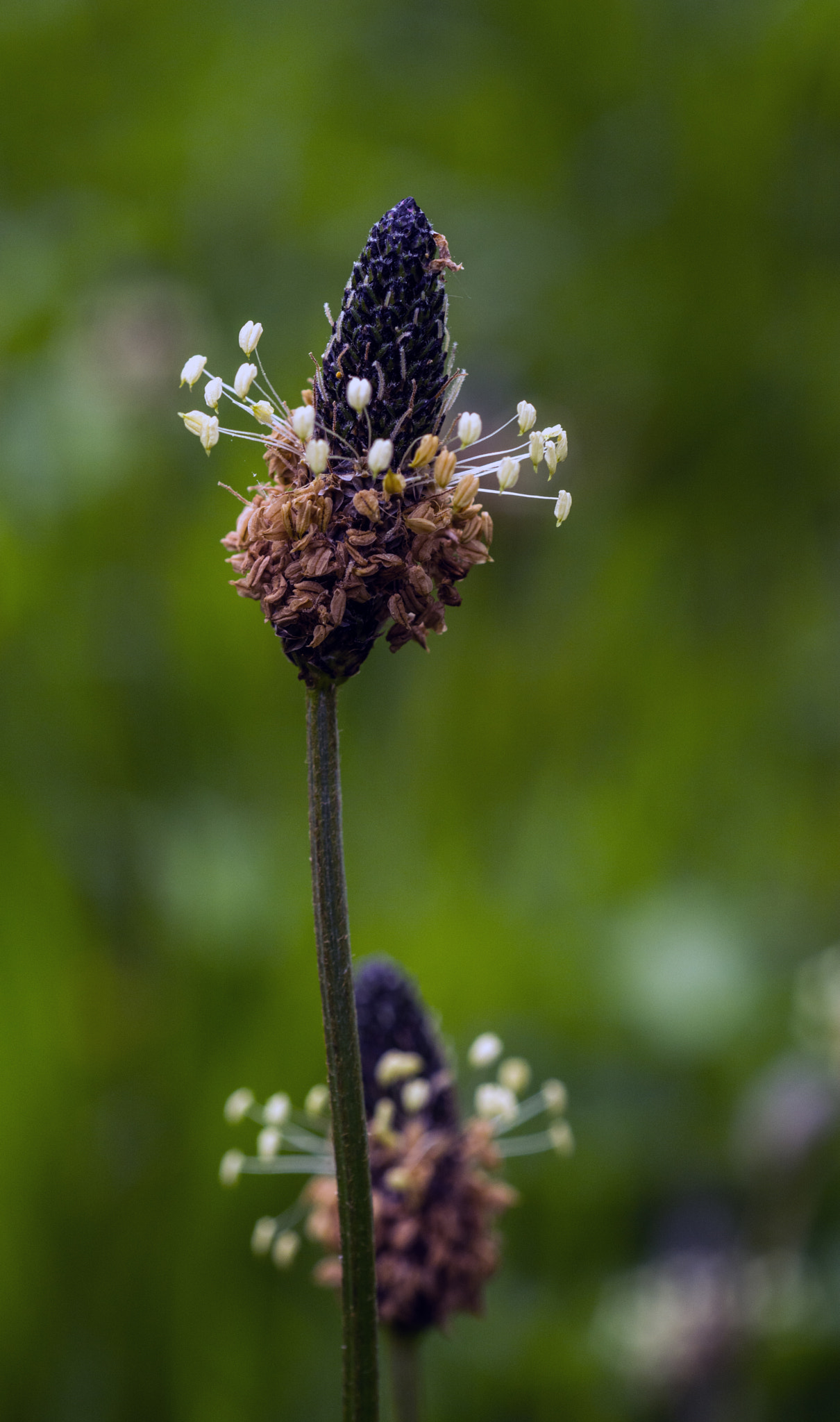 Nikon D7100 + AF Micro-Nikkor 60mm f/2.8 sample photo. Anyone for tea? photography