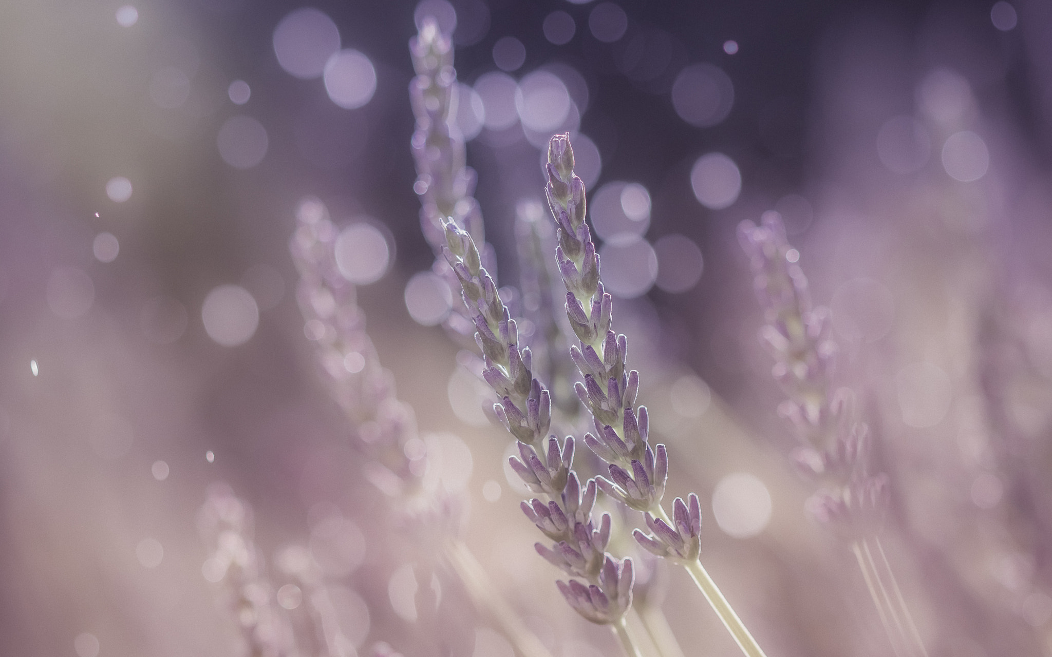 Canon EF 100mm F2.8 Macro USM sample photo. Couleur lavande photography